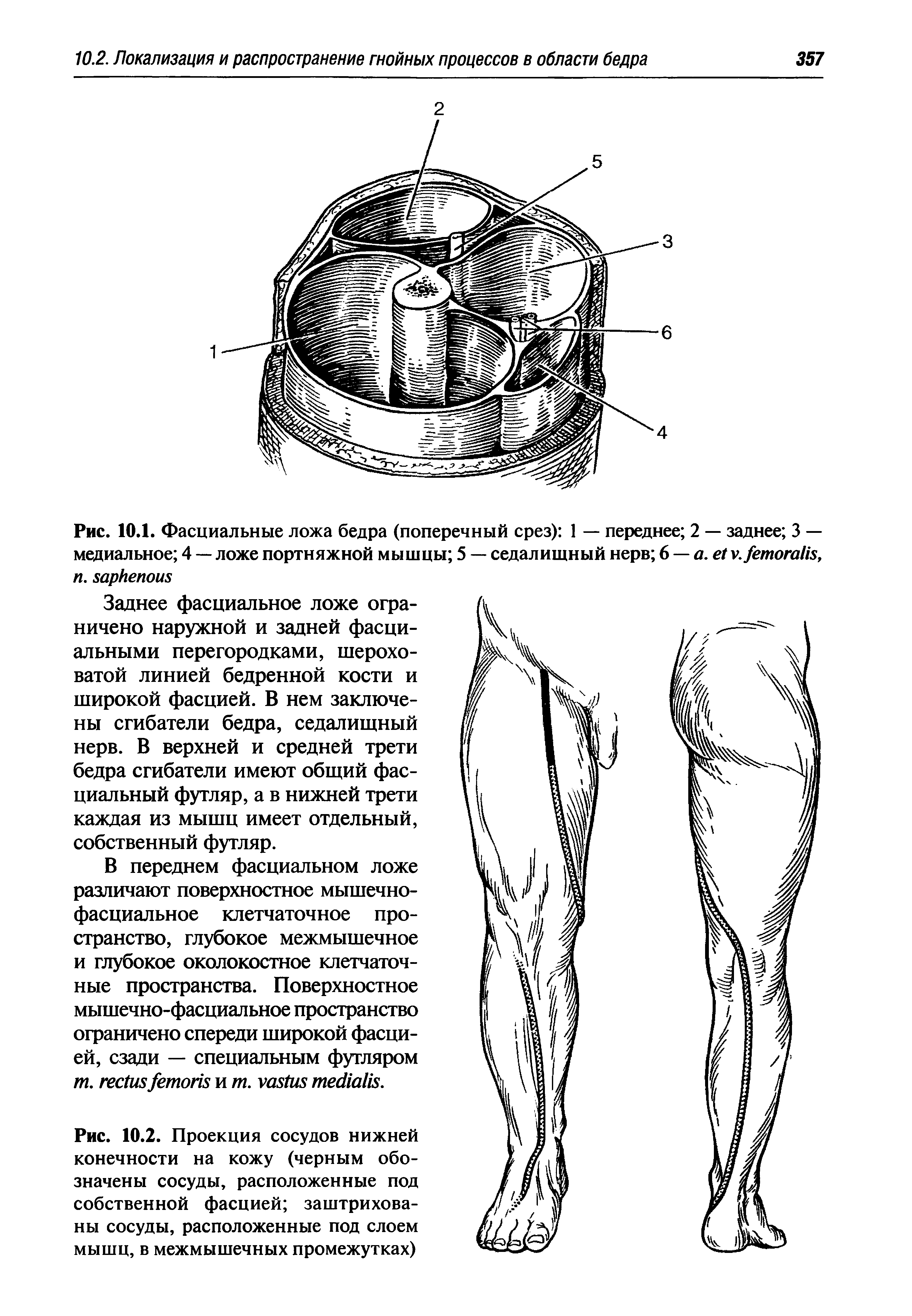 Рис. 10.1. Фасциальные ложа бедра (поперечный срез) 1 — переднее 2 — заднее 3 — медиальное 4 — ложе портняжной мышцы 5 — седалищный нерв 6 — . . , . ...