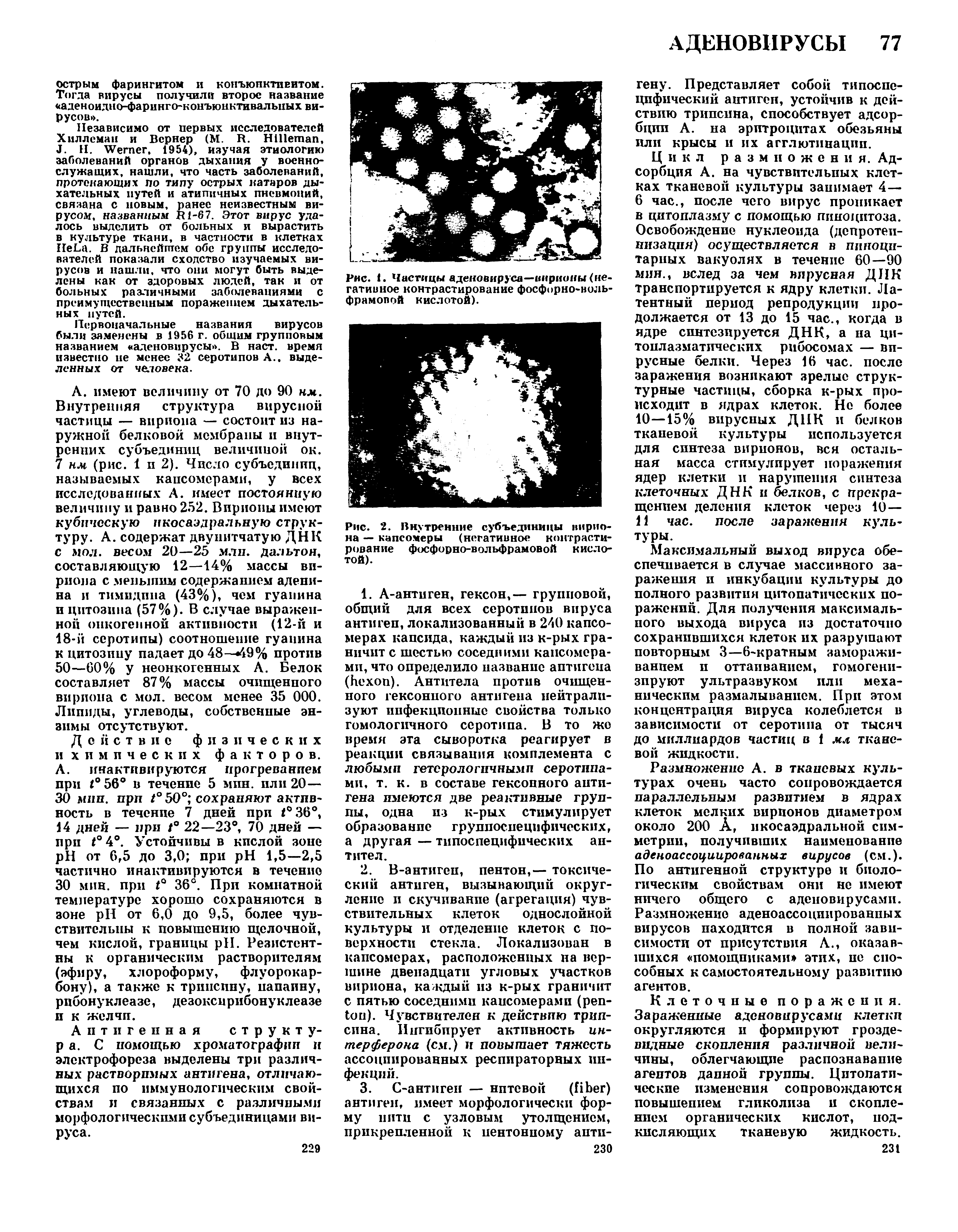 Рис. 2. Внутренние субъединицы вириона — капсомеры (негативное контрастирование фосфорно-вольфрамовой кислотой).