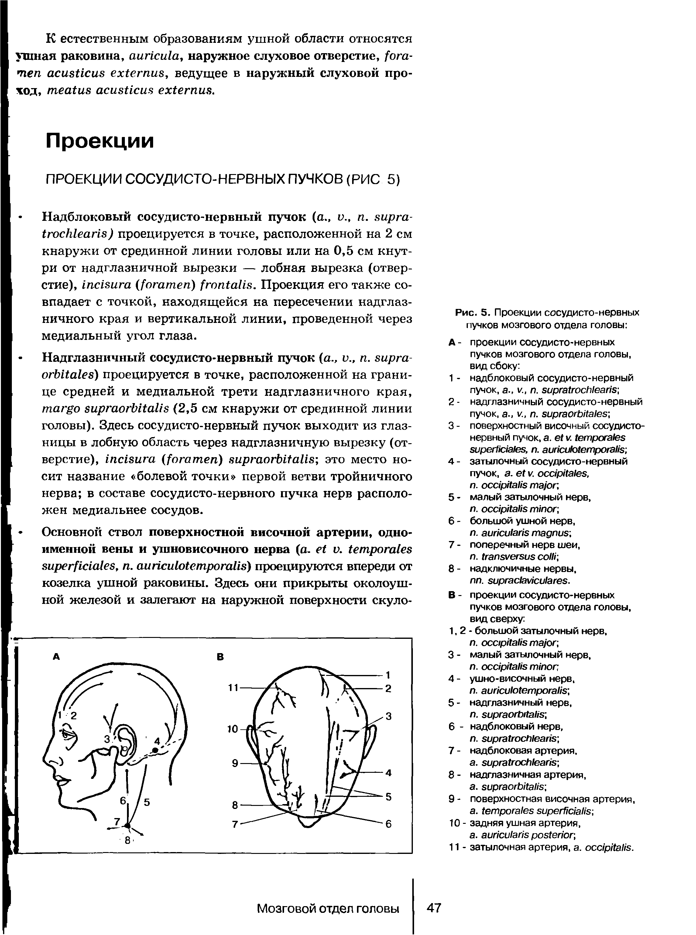 Рис. 5. Проекции сосудисто-нервных пучков мозгового отдела головы ...