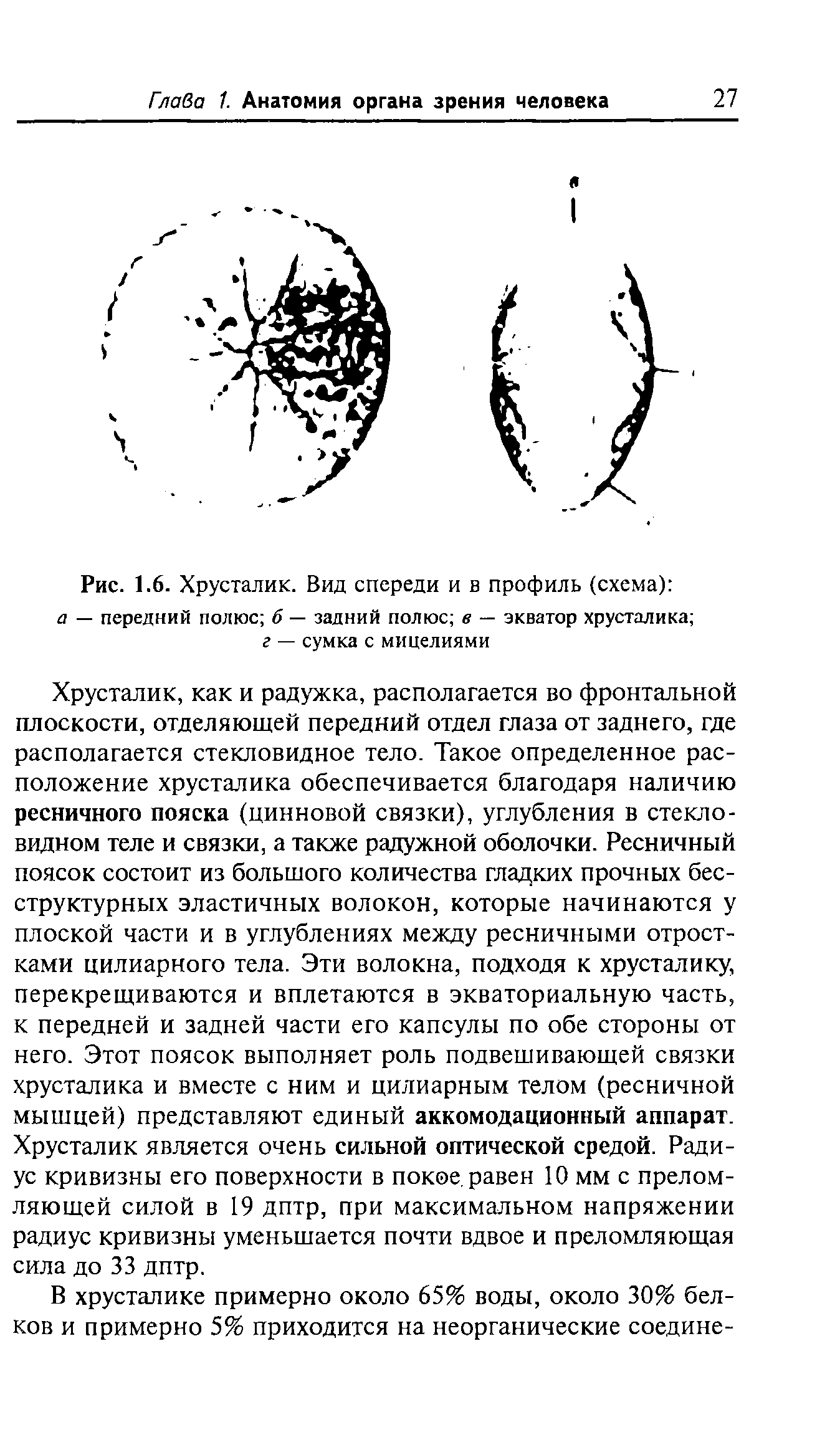 Рис. 1.6. Хрусталик. Вид спереди и в профиль (схема) а — передний полюс б — задний полюс в — экватор хрусталика г — сумка с мицелиями...