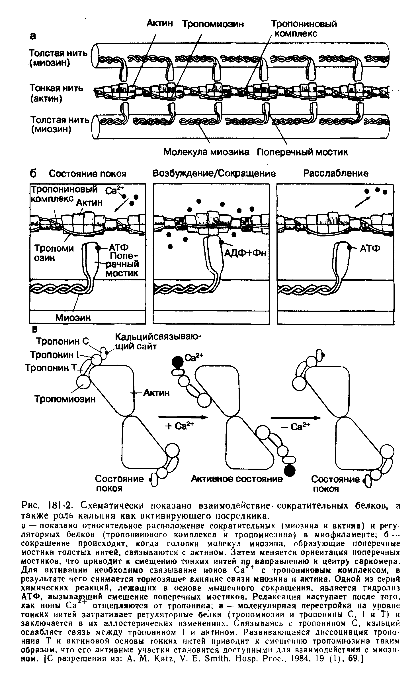 Рис. 181-2. Схематически показано взаимодействие- сократительных белков, а также роль кальция как активирующего посредника.