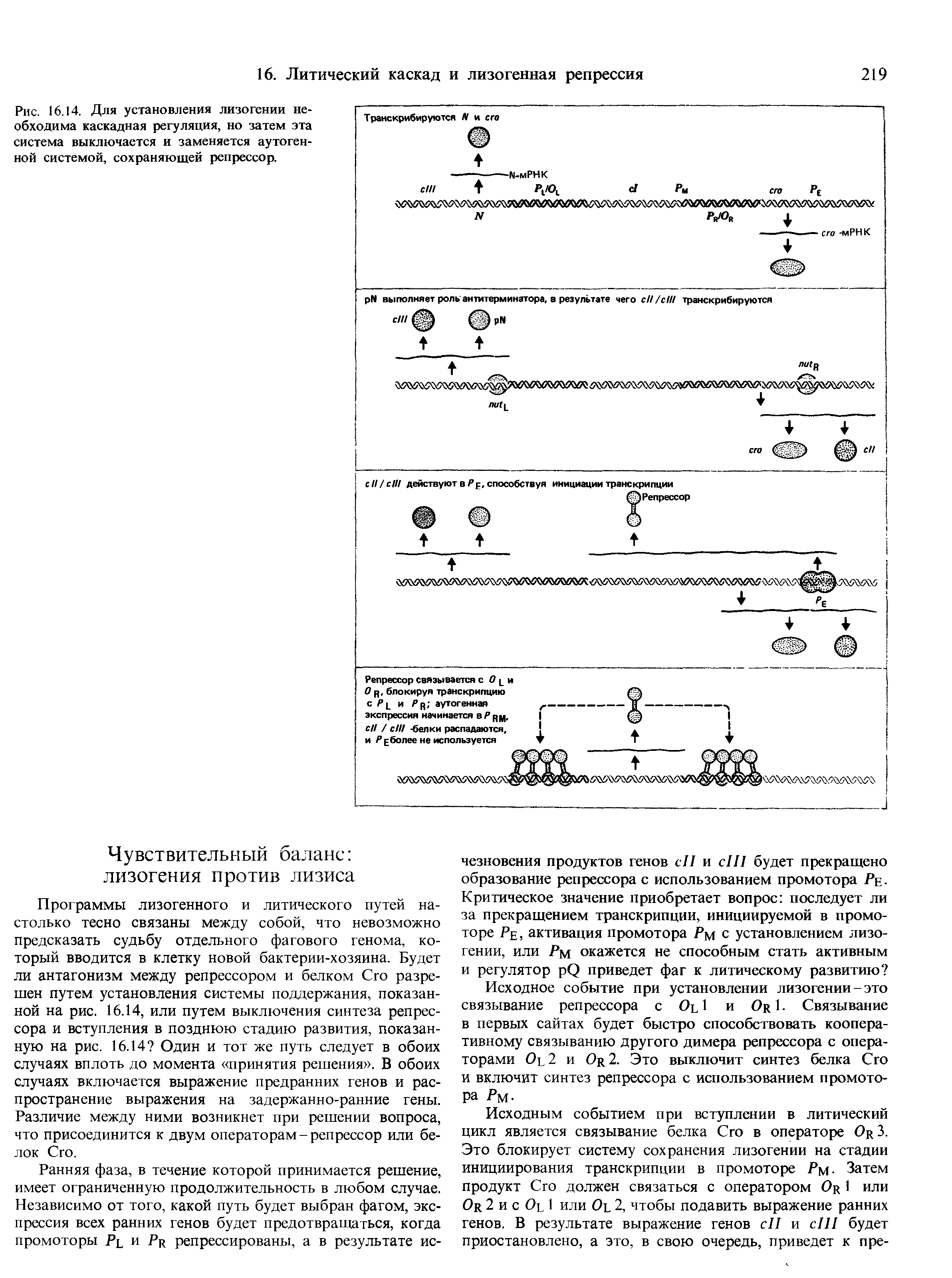 Рис. 16.14. Для установления лизогении необходима каскадная регуляция, но затем эта система выключается и заменяется аутогенной системой, сохраняющей репрессор.