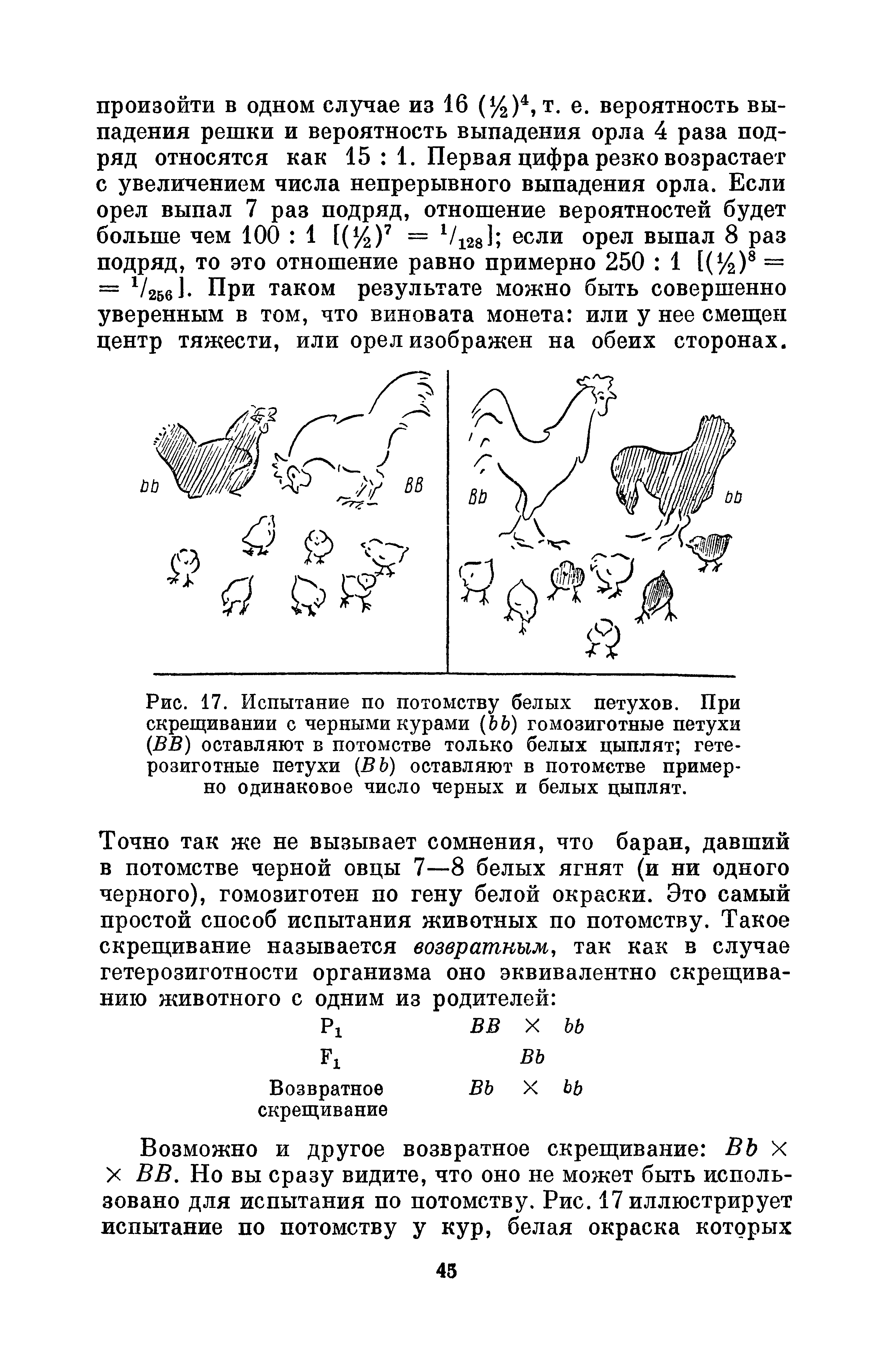 Рис. 17. Испытание по потомству белых петухов. При скрещивании с черными курами (ЬЬ) гомозиготные петухи (ВВ) оставляют в потомстве только белых цыплят гетерозиготные петухи (ВЬ) оставляют в потомстве примерно одинаковое число черных и белых цыплят.