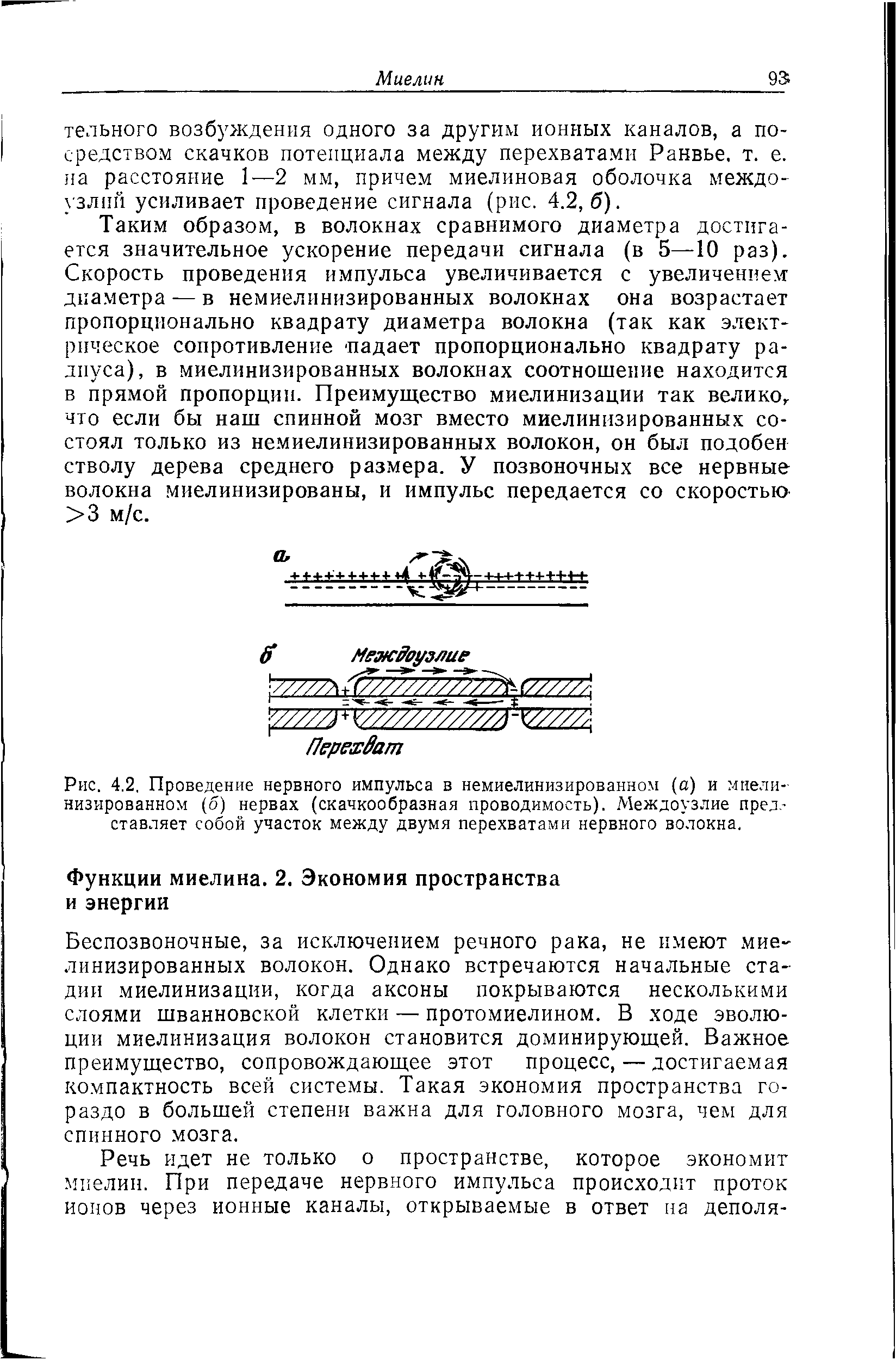 Рис. 4.2. Проведение нервного импульса в немиелинизированном (а) и миелинизированном (о) нервах (скачкообразная проводимость). Междоузлие представляет собой участок между двумя перехватами нервного волокна.