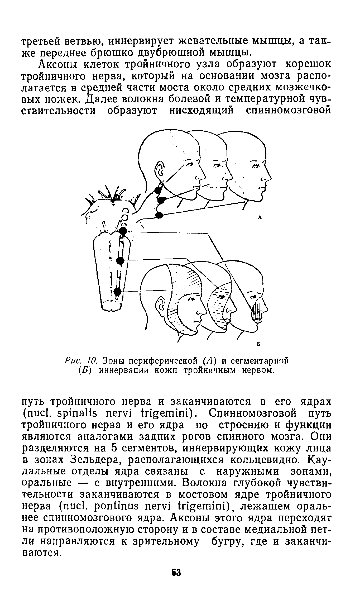 Рис. 10. Зоны периферической (Д) и сегментарной (Б) иннервации кожи тройничным нервом.