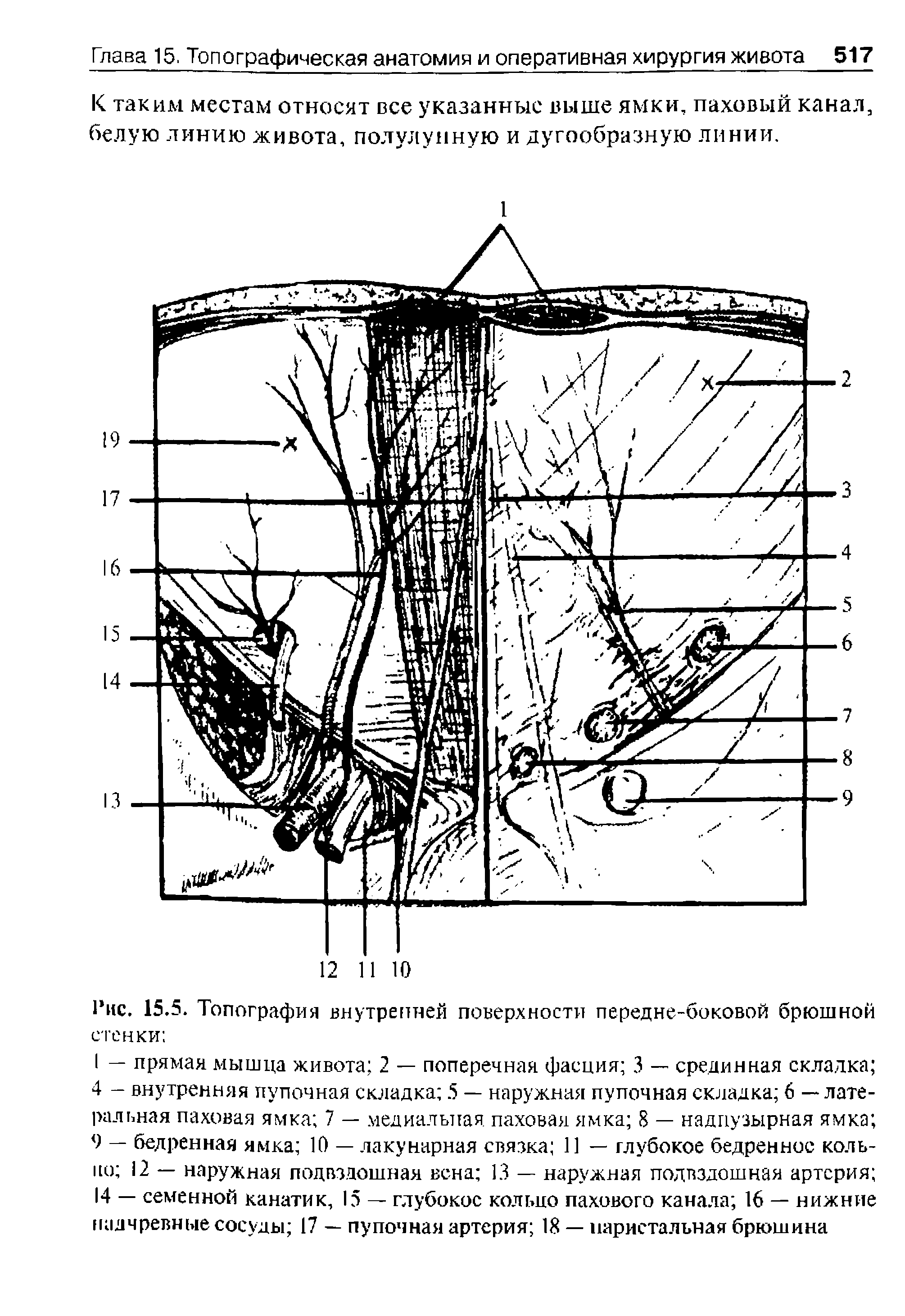 Рис. 15.5. Топография внутренней поверхности передне-боковой брюшной стенки ...