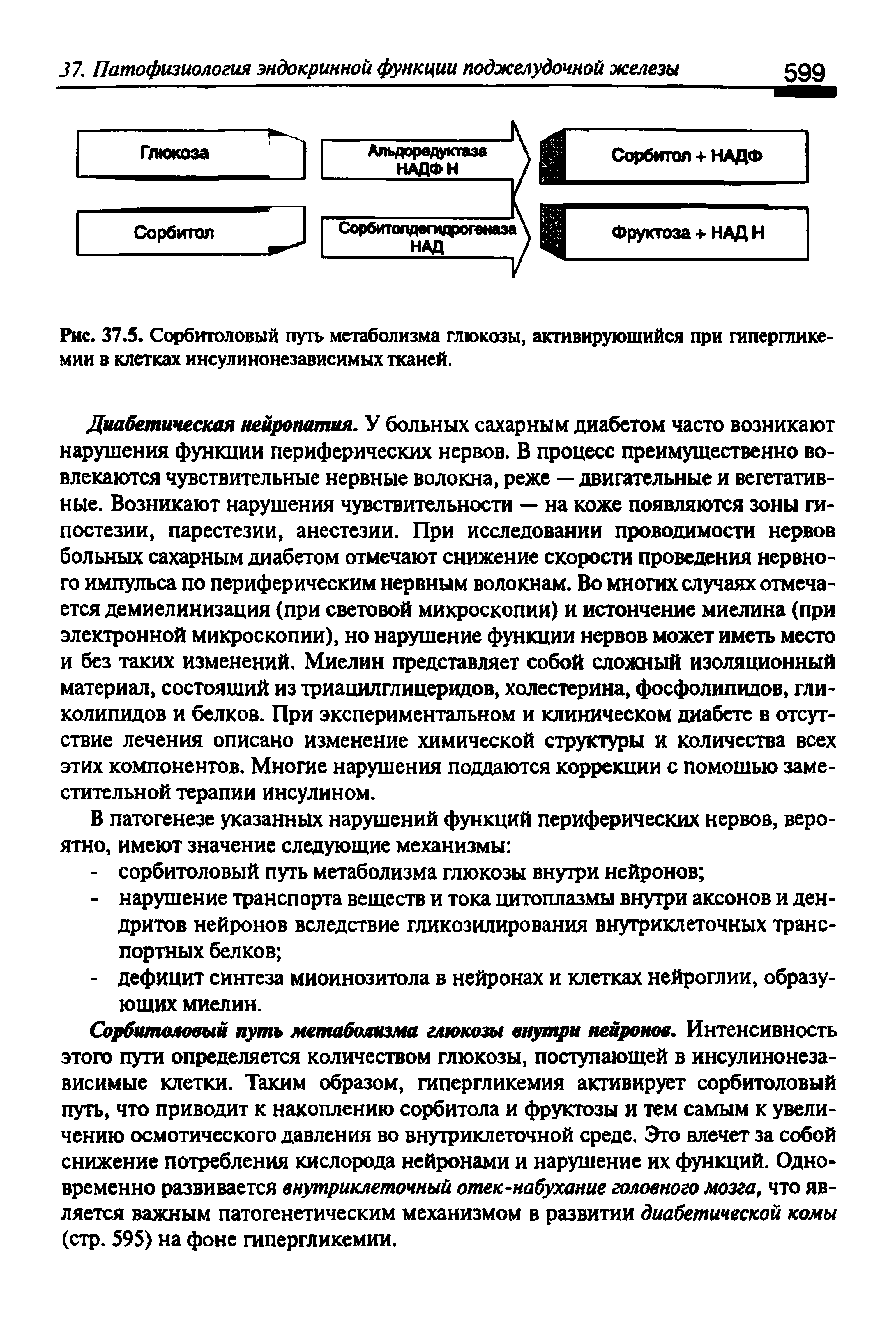 Рис. 37.5. Сорбитоловый путь метаболизма глюкозы, активирующийся при гипергликемии в клетках инсулинонезависимых тканей.