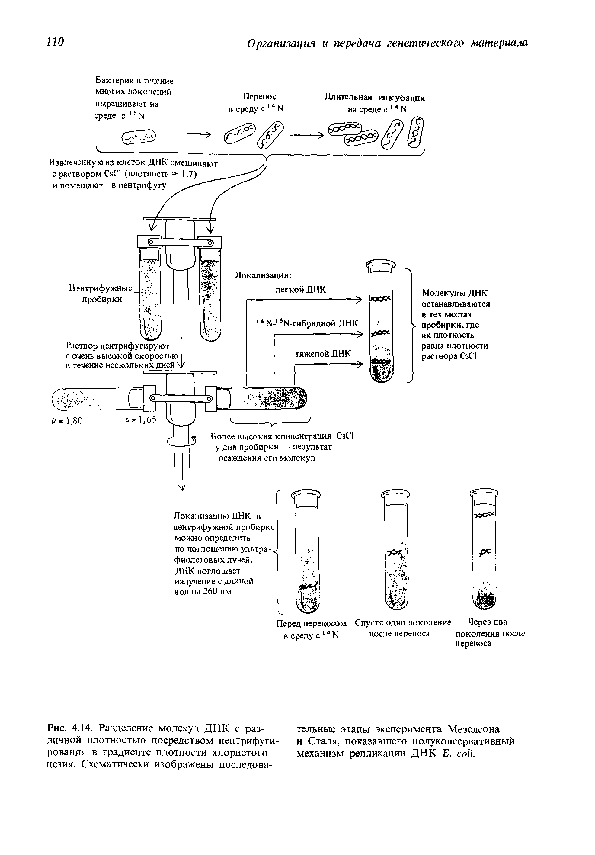 Рис. 4.14. Разделение молекул ДНК с различной плотностью посредством центрифугирования в градиенте плотности хлористого цезия. Схематически изображены последова...