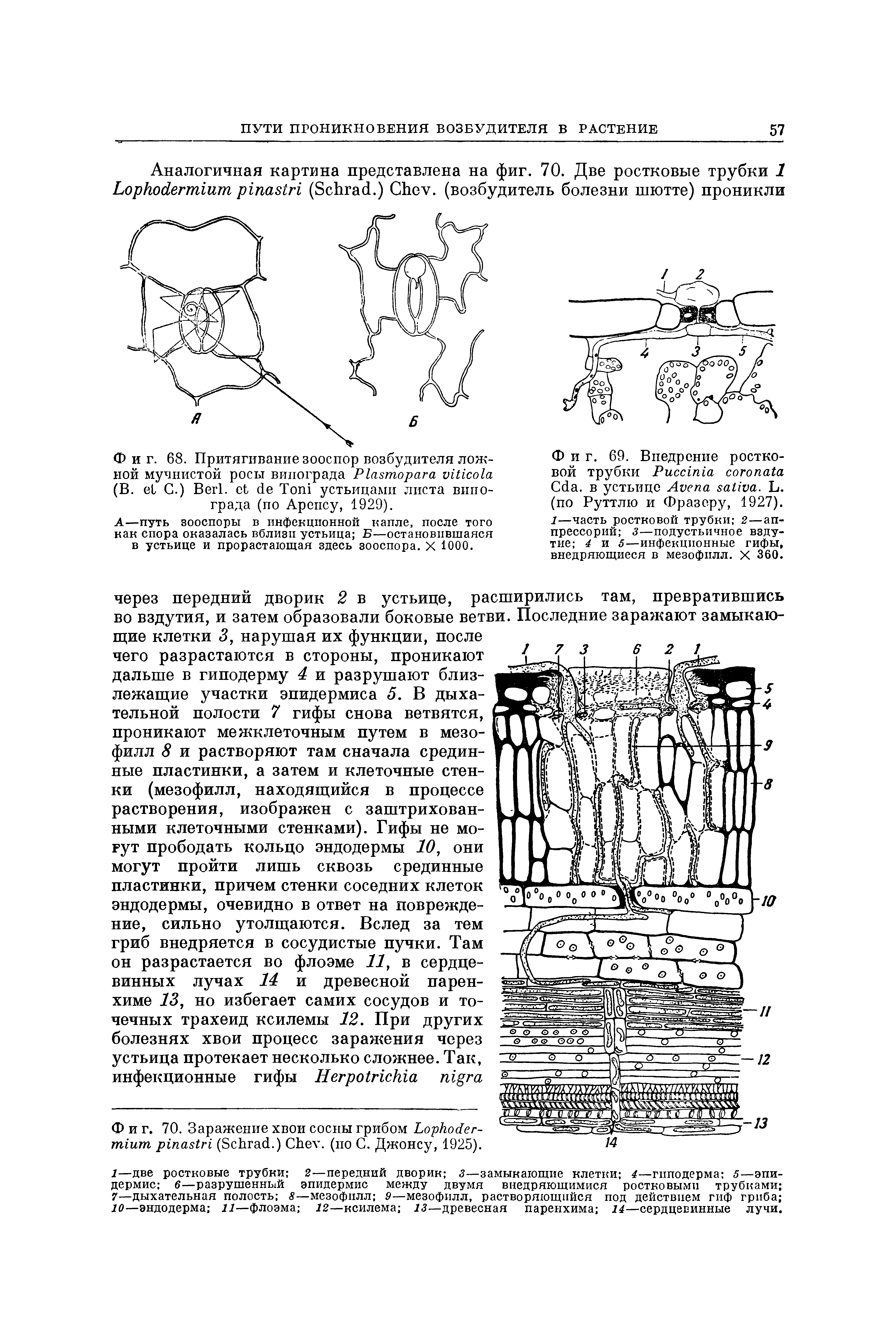 Фиг. 69. Внедрение ростковой трубки P C . в устьице A . L. (по Руттлю и Фразеру, 1927). 1—часть ростковой трубки 2—ап-прессорий 3—подустьичное вздутие 4 и 5—инфекционные гифы, внедряющиеся в мезофилл. X 360.