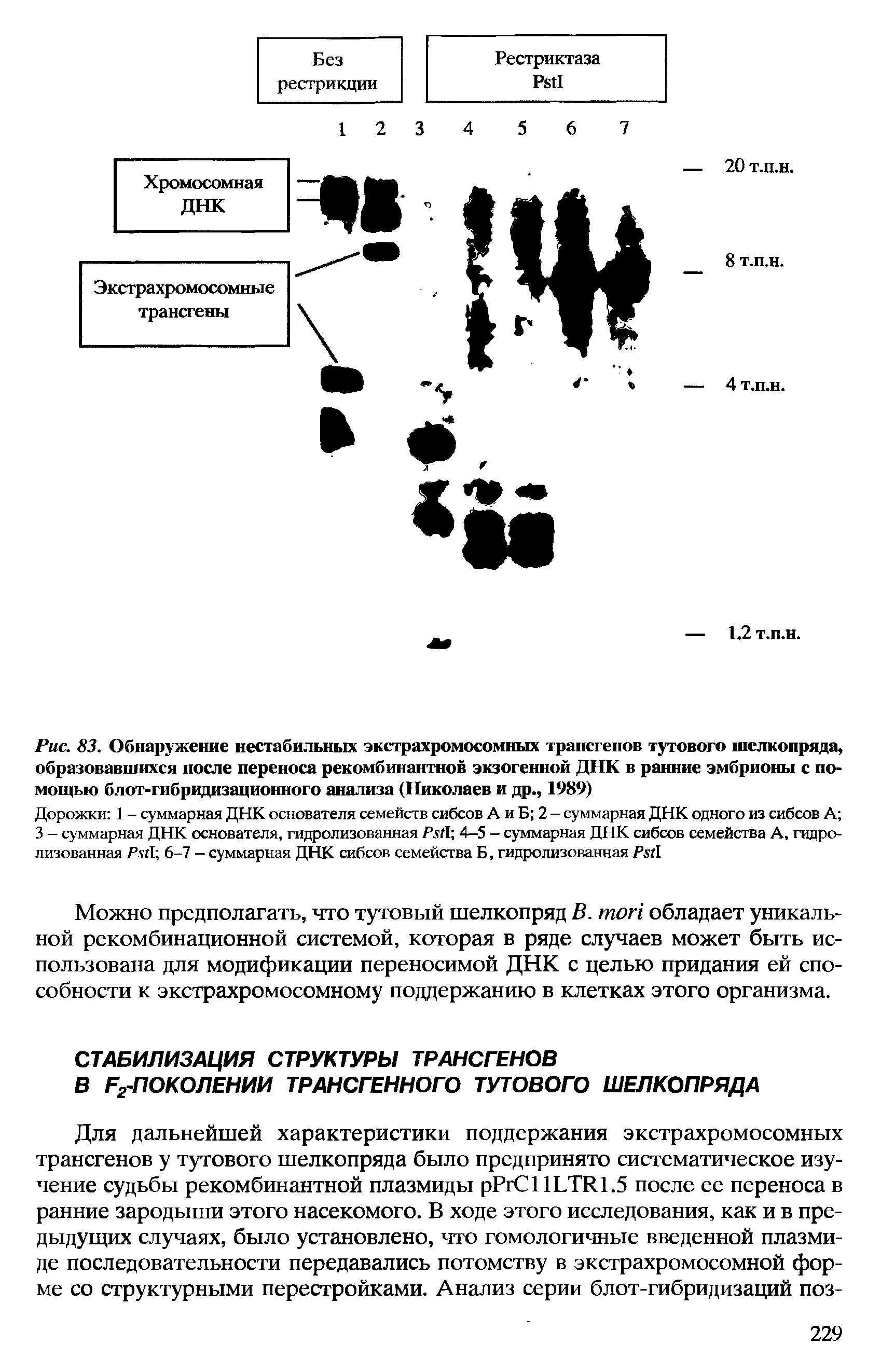 Рис. 83. Обнаружение нестабильных экстрахромосомных трансгенов тутового шелкопряда, образовавшихся после переноса рекомбинантное экзогенной ДНК в ранние эмбрионы с помощью блот-гибридизационного анализа (Николаев и др., 1989)...