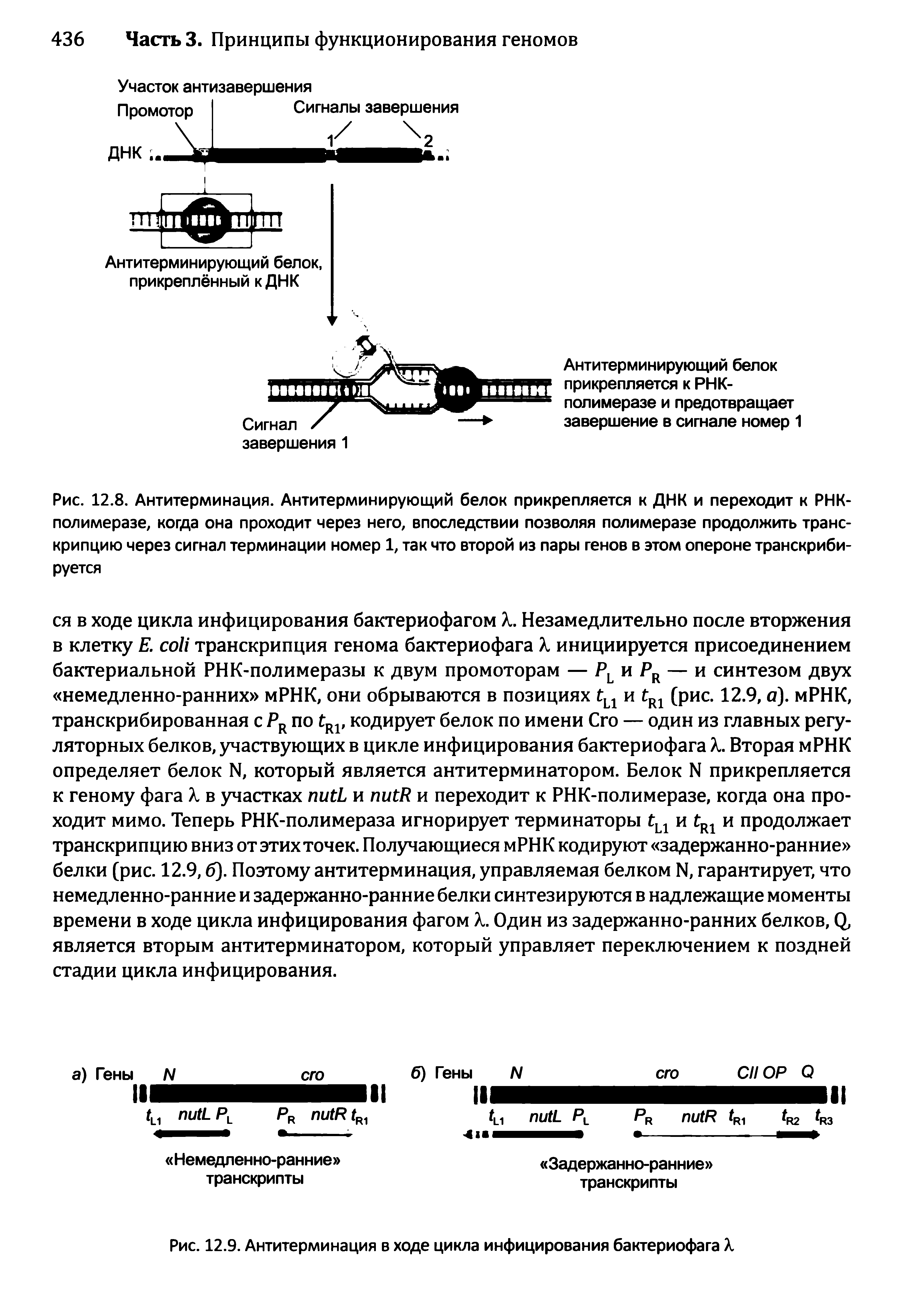 Рис. 12.8. Антитерминация. Антитерминирующий белок прикрепляется к ДНК и переходит к РНК-полимеразе, когда она проходит через него, впоследствии позволяя полимеразе продолжить транскрипцию через сигнал терминации номер 1, так что второй из пары генов в этом опероне транскрибируется...