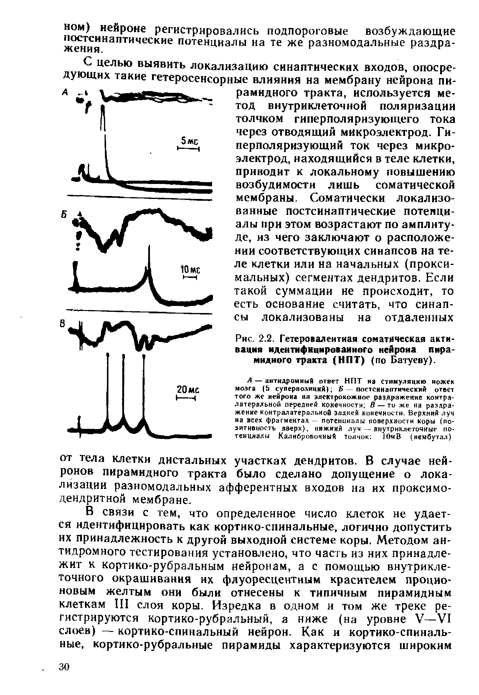 Рис. 2.2. Гетеро валентная соматическая активация идентифицированного нейрона пирамидного тракта (НПТ) (по Батуеву).