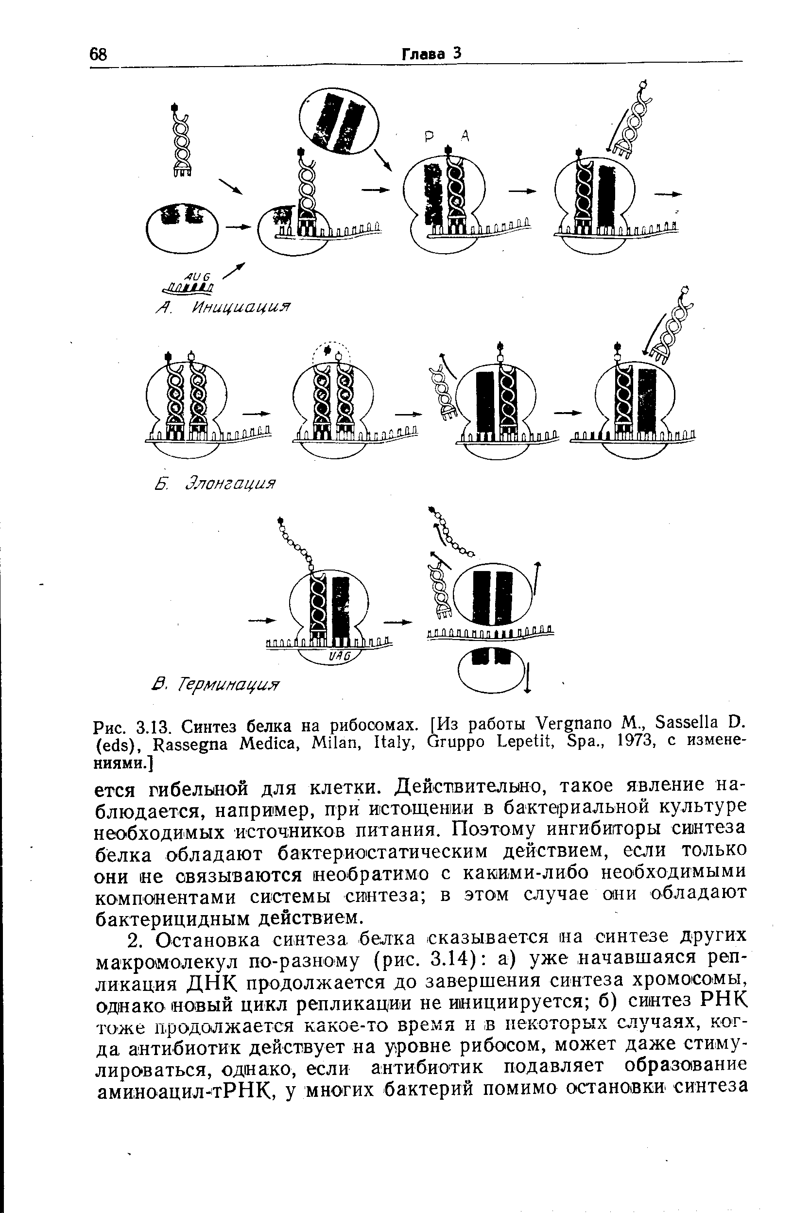 Рис. 3.13. Синтез белка на рибосомах. [Из работы V М., S D. ( ), R M , M , I , G L , S ., 1973, с изменениями.]...