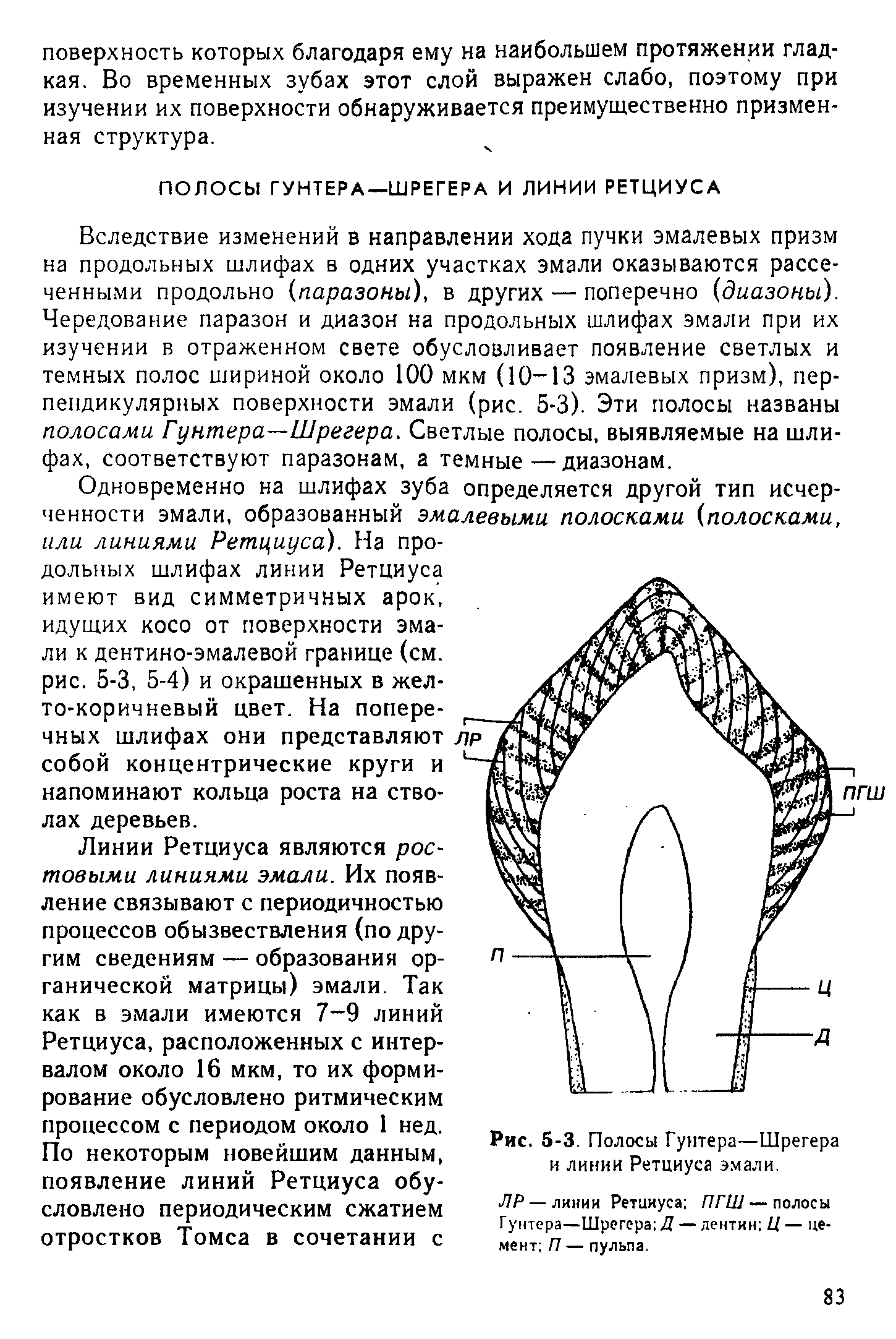 Рис. 5-3. Полосы Гунтера—Шрегера и линии Ретциуса эмали.