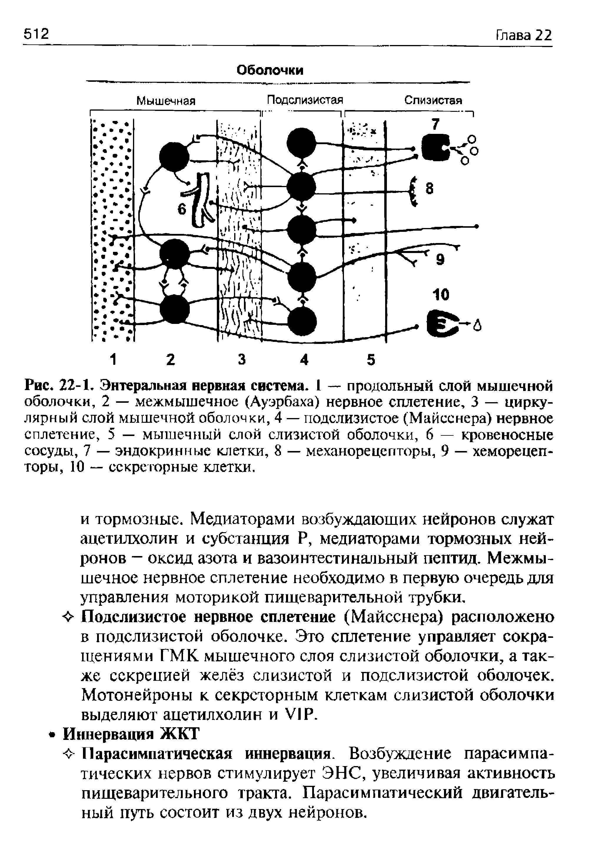 Рис. 22-1. Энтеральная нервная система. 1 — продольный слой мышечной оболочки, 2 — межмышечное (Ауэрбаха) нервное сплетение, 3 — циркулярный слой мышечной оболочки, 4 — подслизистое (Майсснера) нервное сплетение, 5 — мышечный слой слизистой оболочки, 6 — кровеносные сосуды, 7 — эндокринные клетки, 8 — механорецепторы, 9 — хеморецепторы, 10 — секреторные клетки.