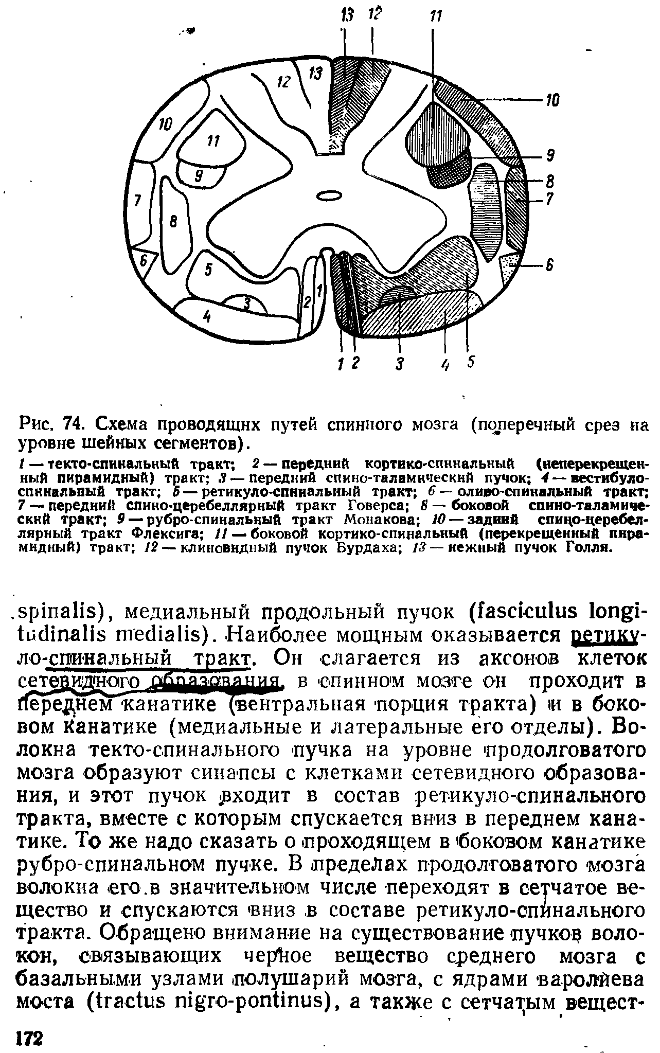 Рис. 74. Схема проводящих путей спинного мозга (поперечный срез на уровне шейных сегментов).