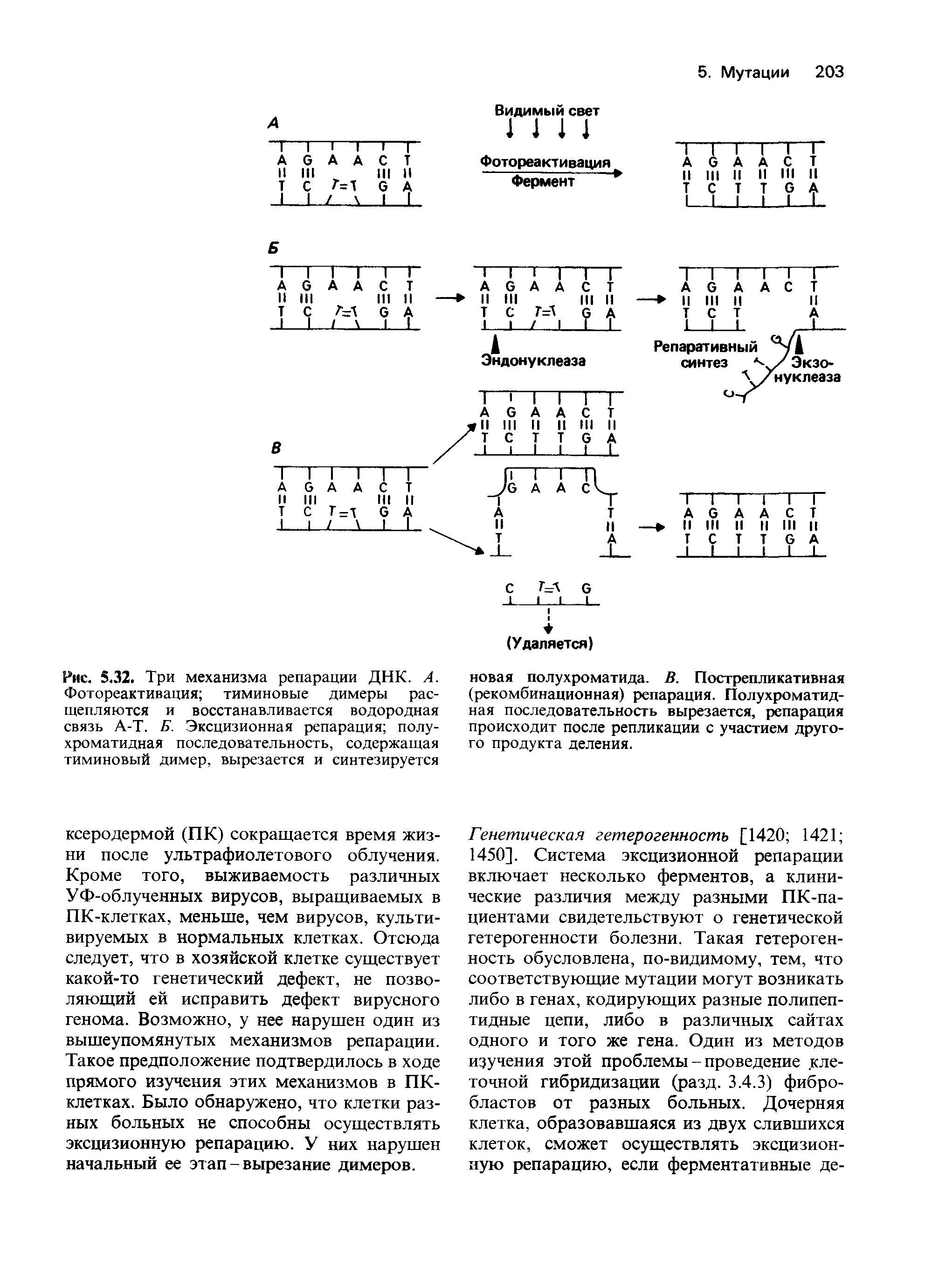 Рис. 5.32. Три механизма репарации ДНК. А. Фотореактивация тиминовые димеры расщепляются и восстанавливается водородная связь А-Т. Б. Эксцизионная репарация полу-хроматидная последовательность, содержащая тиминовый димер, вырезается и синтезируется...