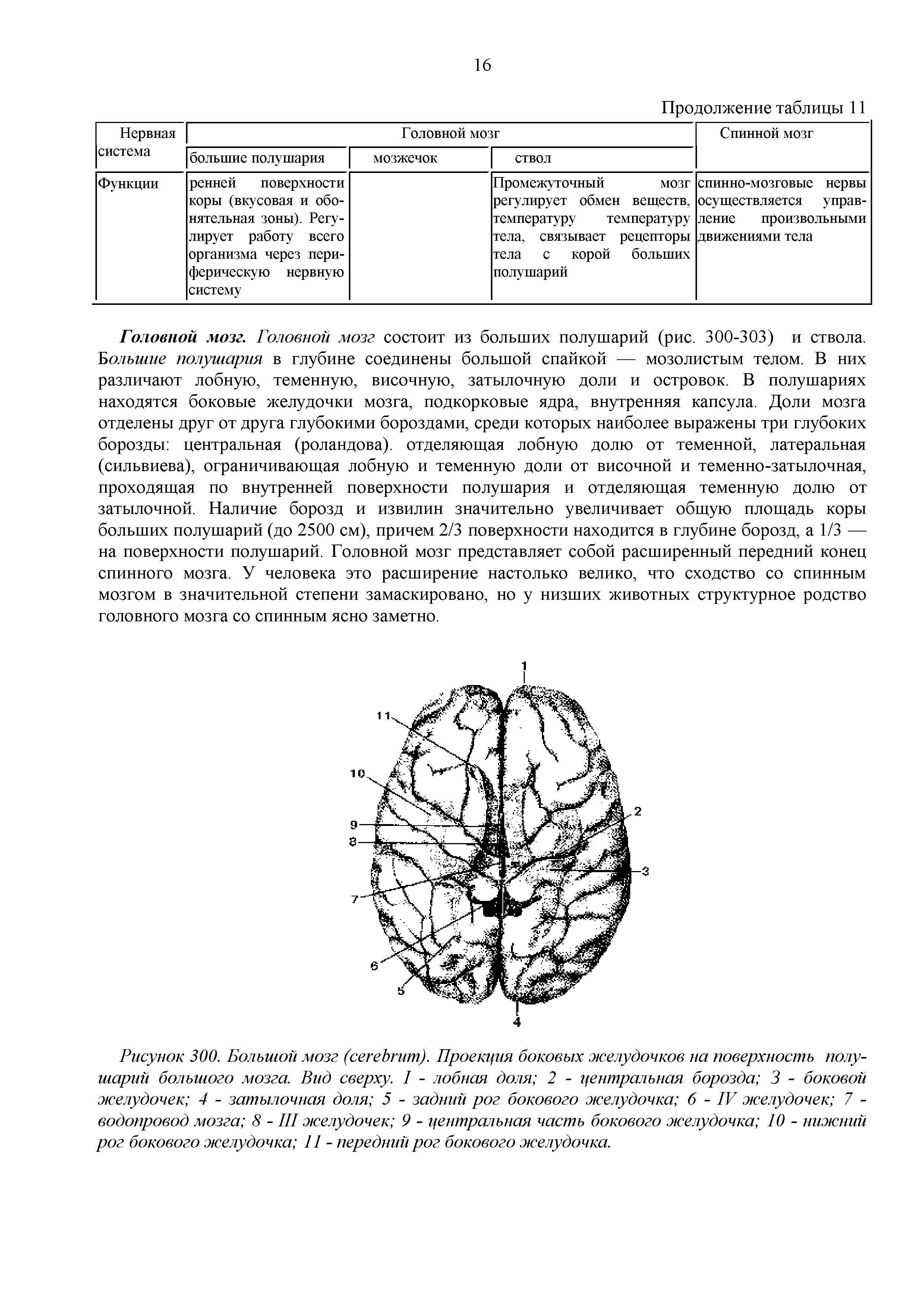 Рисунок 300. Большой мозг ( ). Проекция боковых желудочков на поверхность полушарий большого мозга. Вид сверху. I - лобная доля 2 - центральная борозда 3 - боковой желудочек 4 - затылочная доля 5 - задний рог бокового желудочка 6 - IV желудочек 7 -водопровод мозга 8 - III желудочек 9 - центральная часть бокового желудочка 10 - нижний рог бокового желудочка 11 - передний рог бокового желудочка.