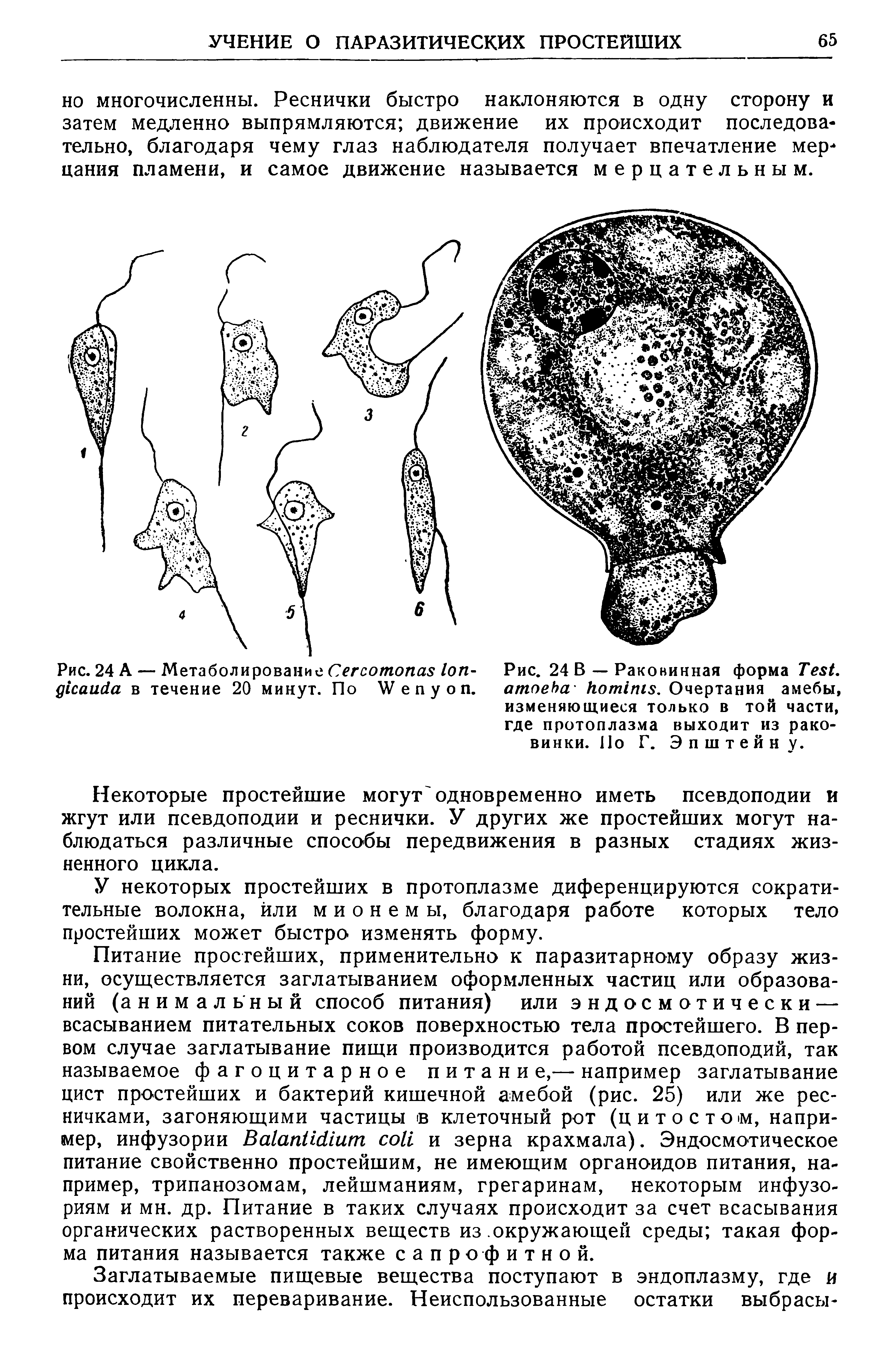 Рис. 24 В — Раковинная форма T , . Очертания амебы, изменяющиеся только в той части, где протоплазма выходит из раковинки. По Г. Эпштейну.