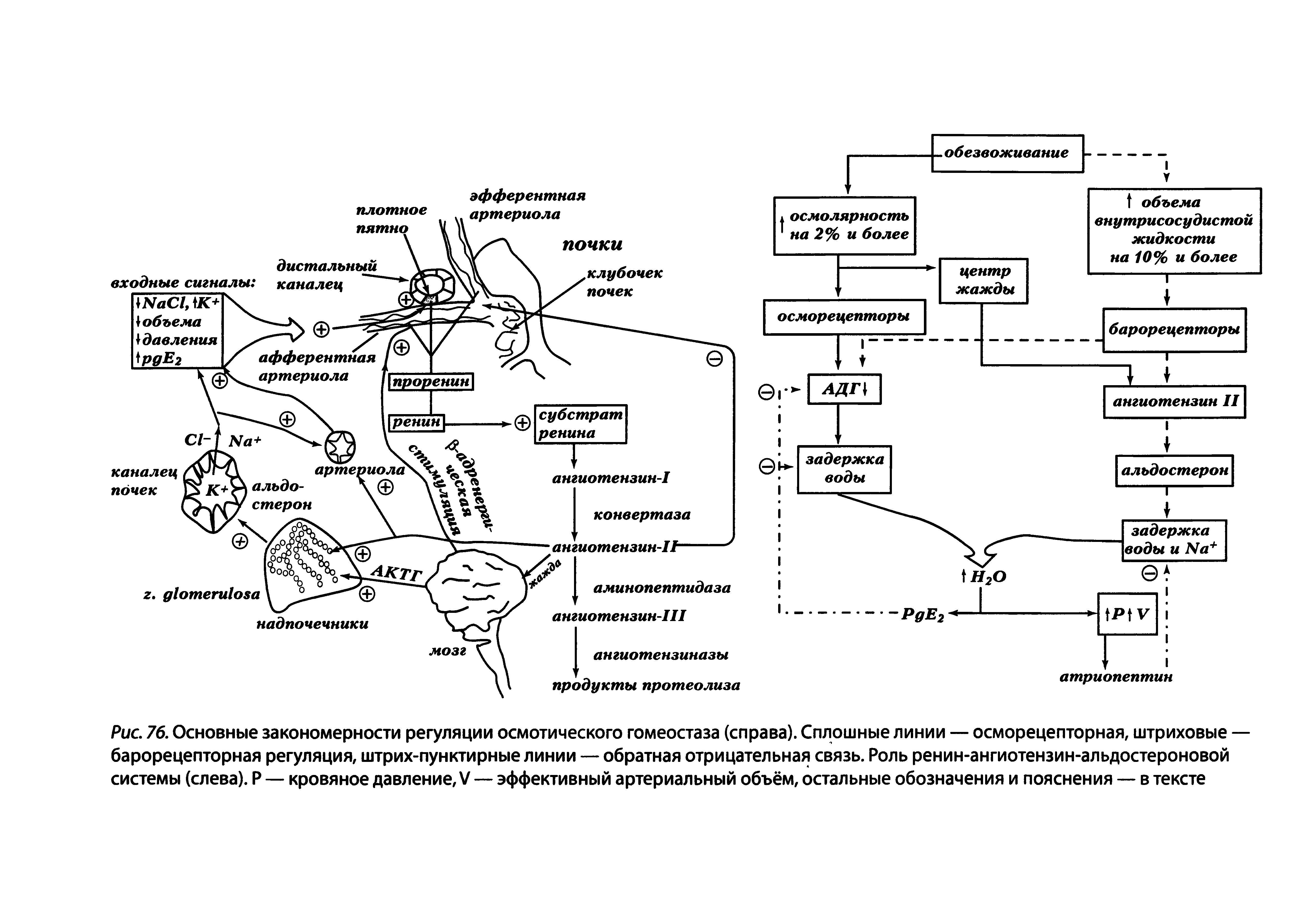 Рис. 76. Основные закономерности регуляции осмотического гомеостаза (справа). Сплошные линии — осморецепторная, штриховые — барорецепторная регуляция, штрих-пунктирные линии — обратная отрицательная связь. Роль ренин-ангиотензин-альдостероновой системы (слева). Р — кровяное давление, V — эффективный артериальный объём, остальные обозначения и пояснения — в тексте...