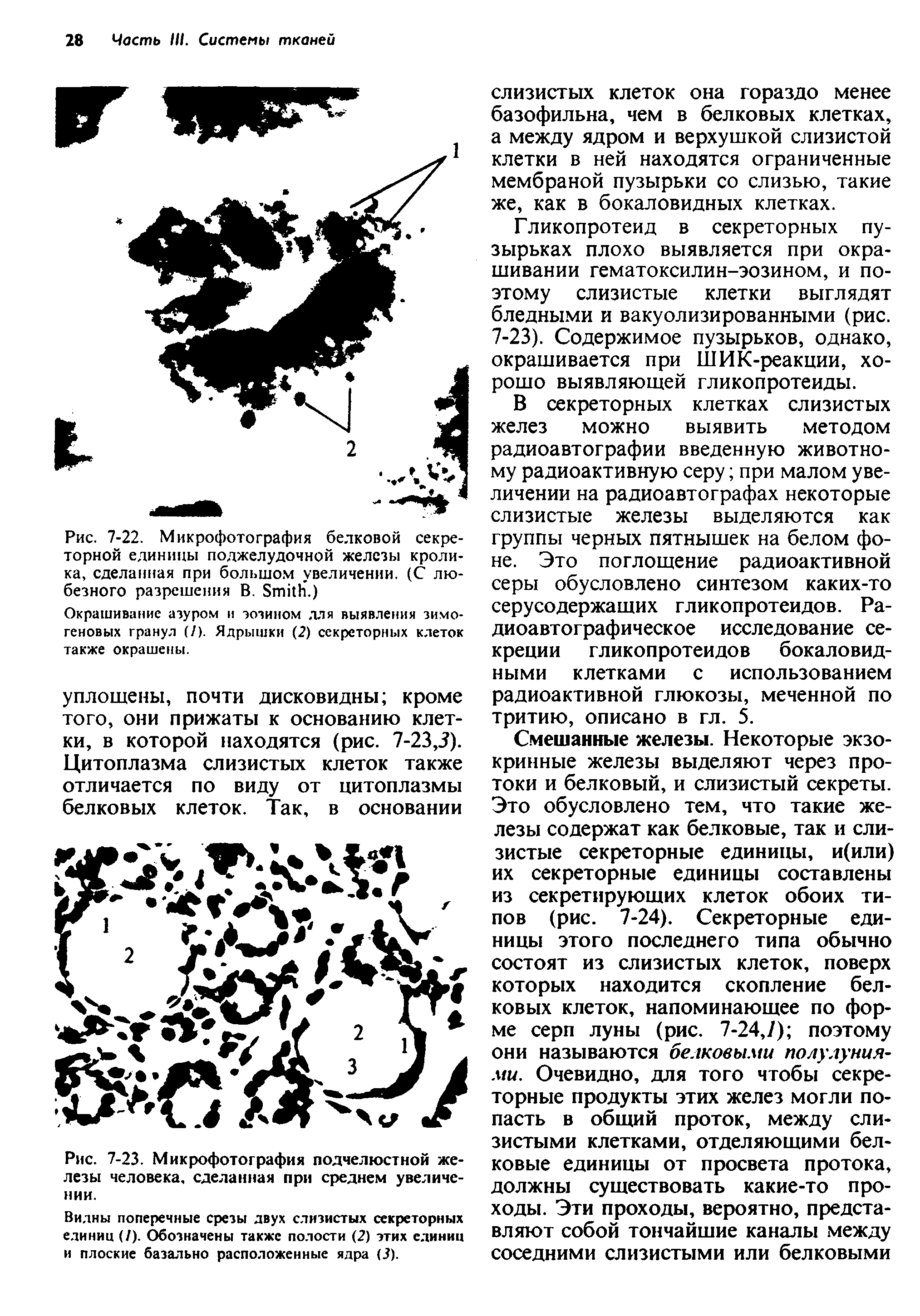 Рис. 7-23. Микрофотография подчелюстной железы человека, сделанная при среднем увеличении.