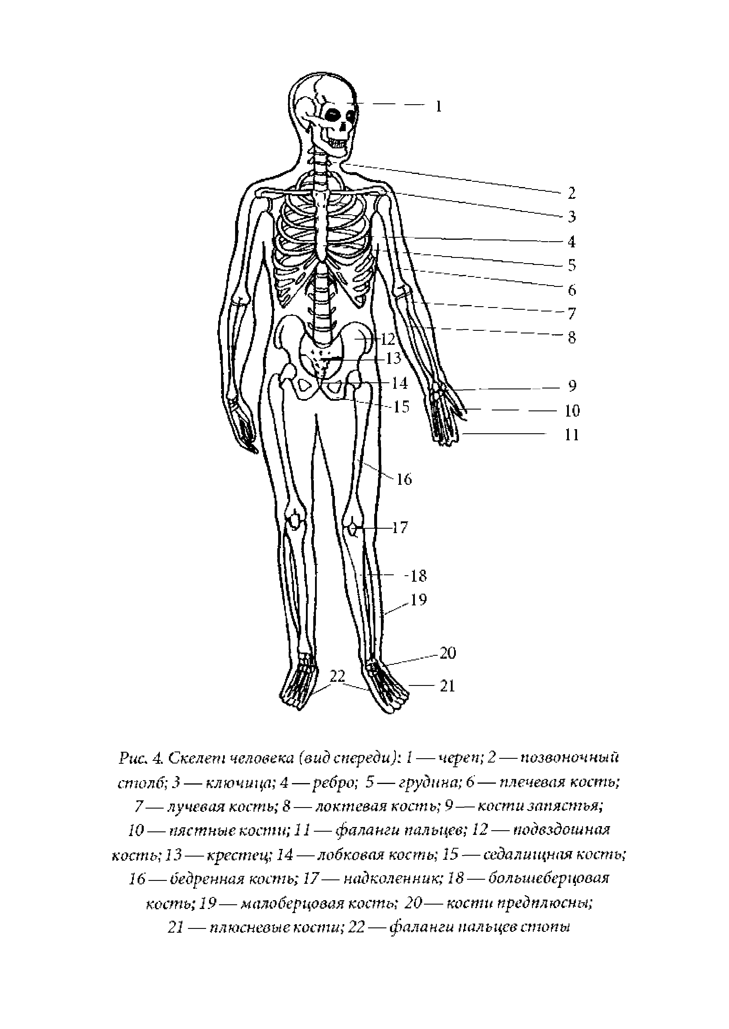 Рис. 4. Скелет человека (вид спереди) 1 — череп 2 — позвоночный столб 3 — ключица 4 —ребро 5 — грудина 6— плечевая кость ...