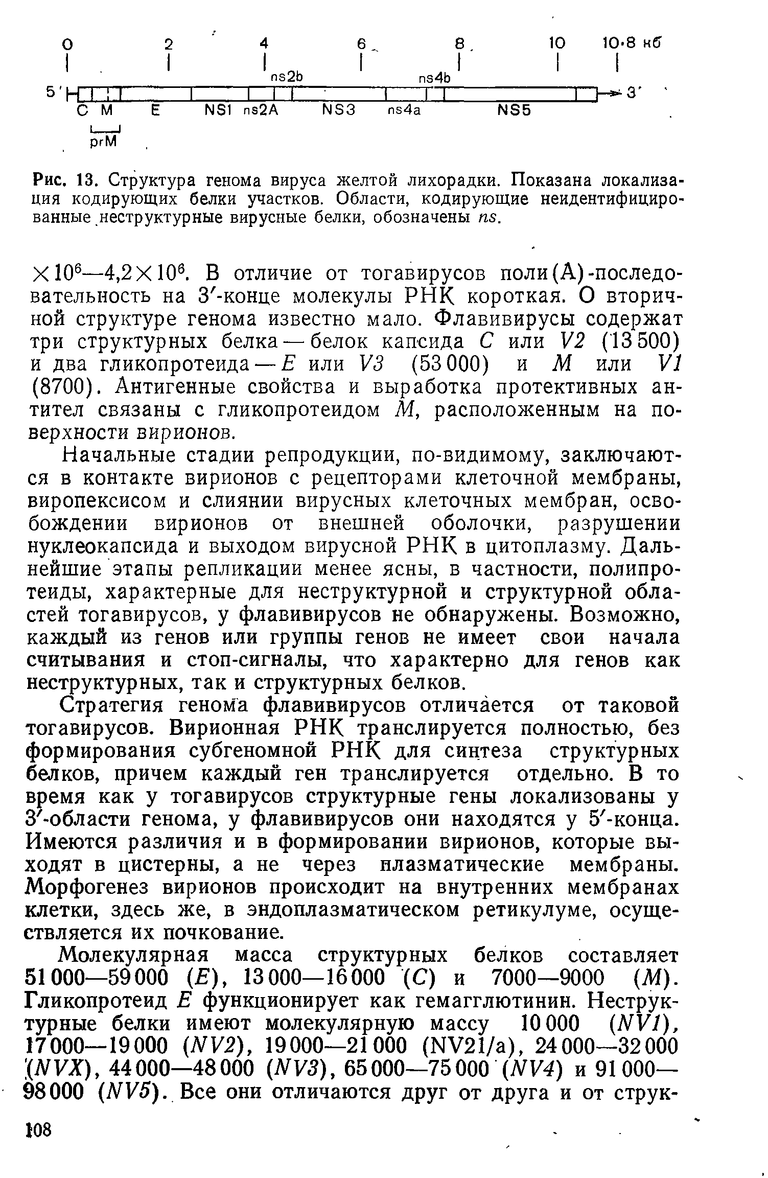 Рис. 13. Структура генома вируса желтой лихорадки. Показана локализация кодирующих белки участков. Области, кодирующие неидентифициро-ванные неструктурные вирусные белки, обозначены ад.