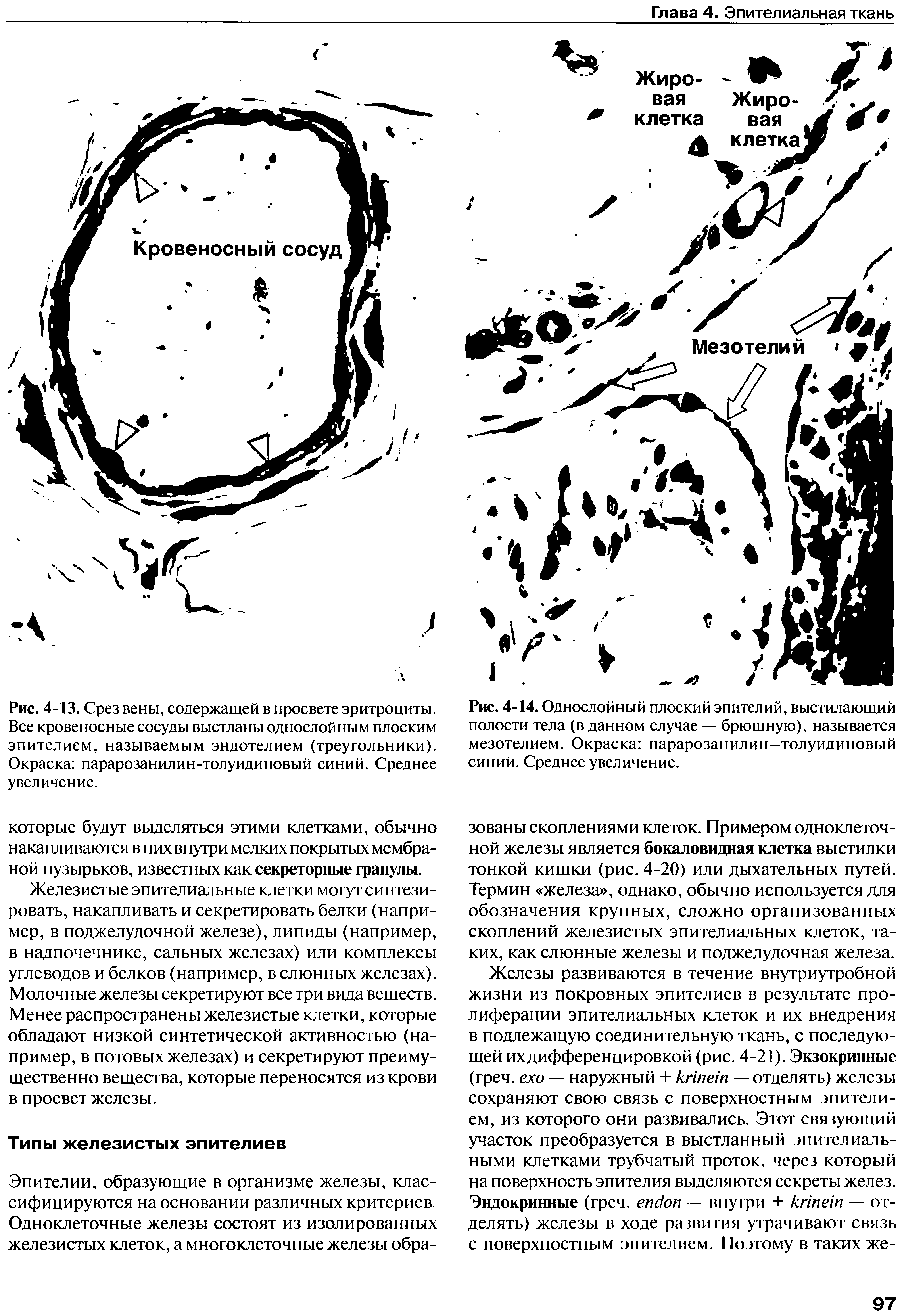 Рис. 4-13. Срез вены, содержащей в просвете эритроциты. Все кровеносные сосуды выстланы однослойным плоским эпителием, называемым эндотелием (треугольники). Окраска парарозанилин-толуидиновый синий. Среднее увеличение.