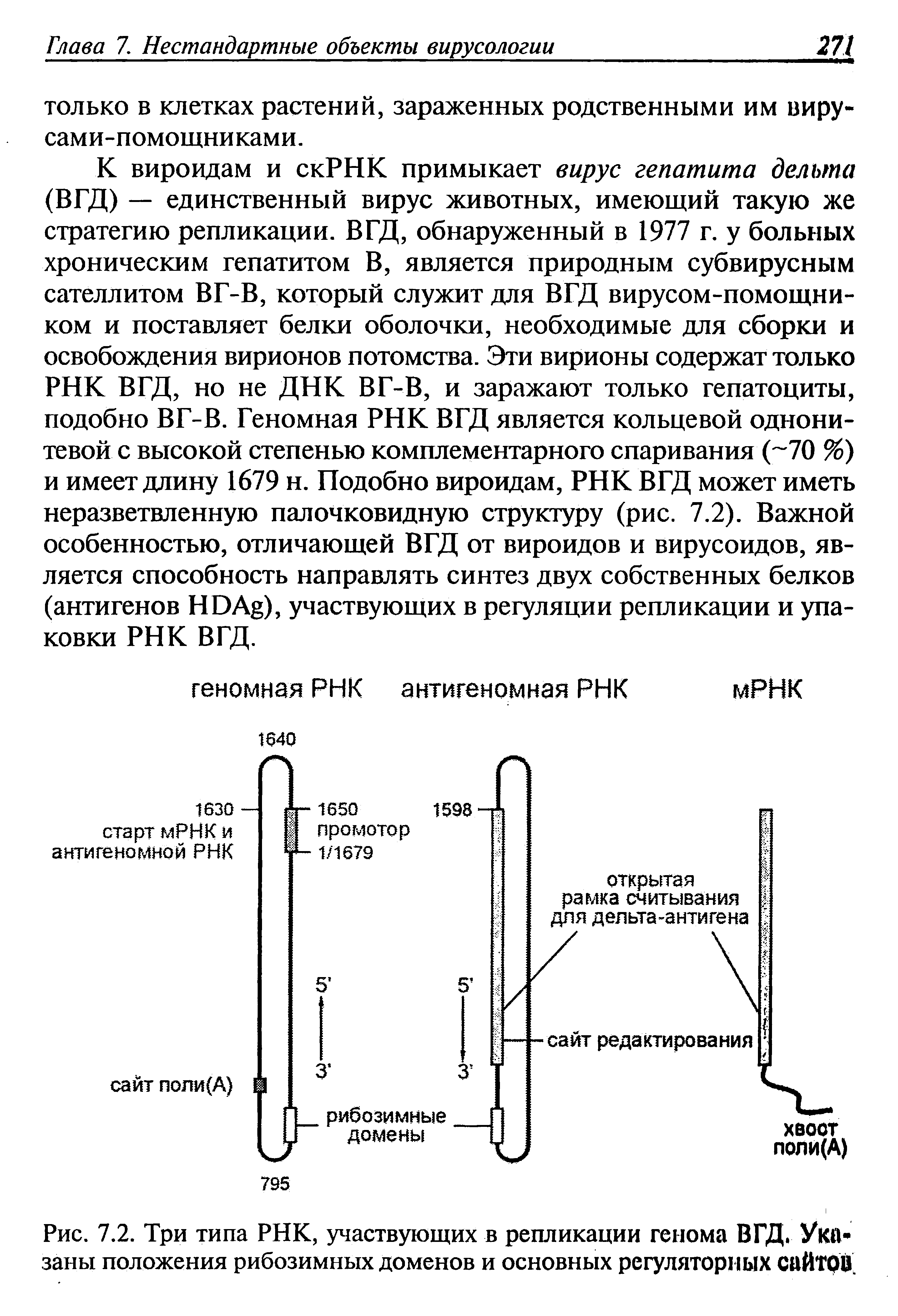 Рис. 7.2. Три типа РНК, участвующих в репликации генома ВГД. Ука заны положения рибозимных доменов и основных регуляторных сайтов ...