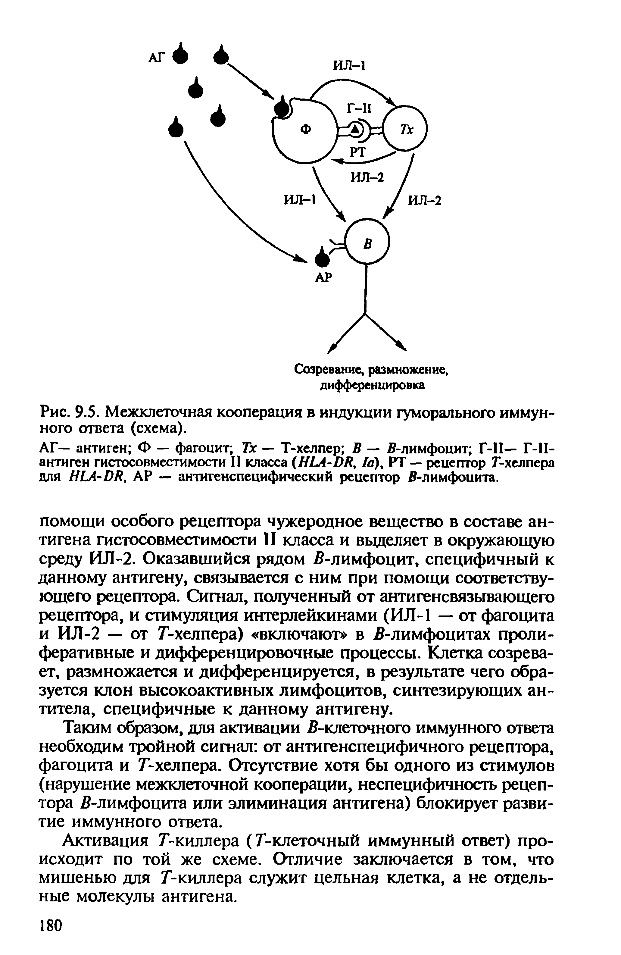 Рис. 9.5. Межклеточная кооперация в индукции гуморального иммунного ответа (схема).