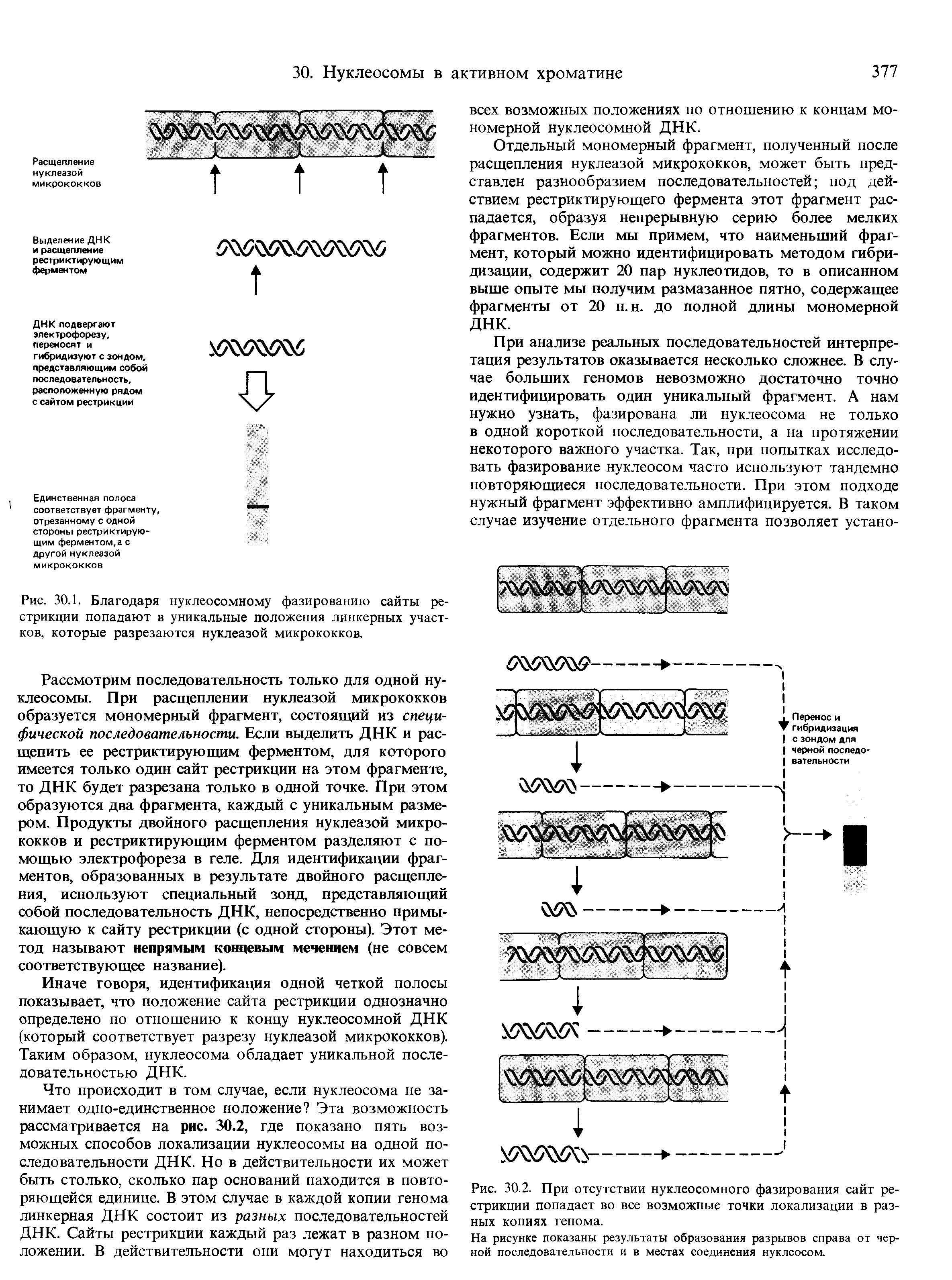 Рис. 30.1. Благодаря нуклеосомному фазированию сайты рестрикции попадают в уникальные положения линкерных участков, которые разрезаются нуклеазой микрококков.