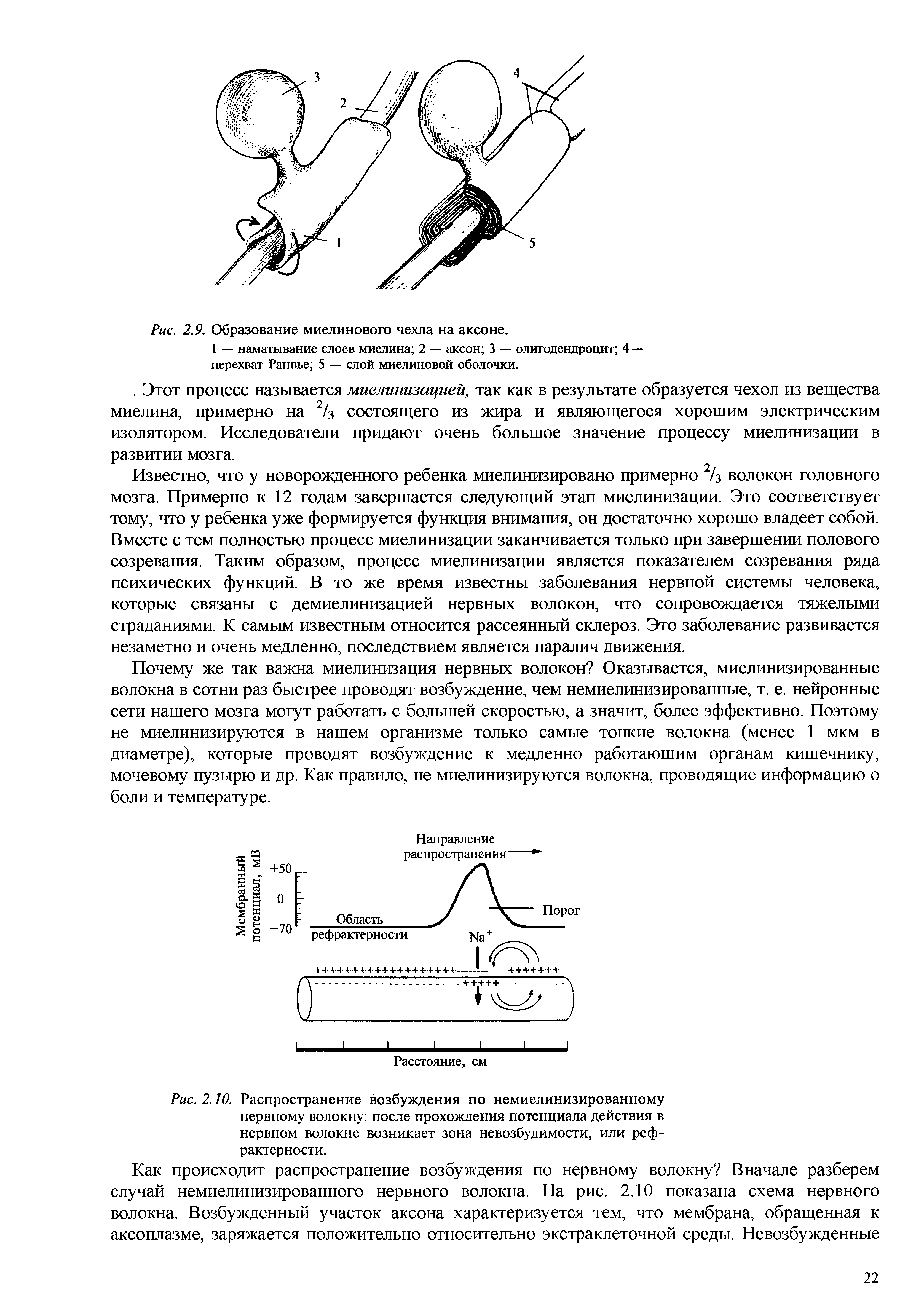 Рис. 2.10. Распространение возбуждения по немиелинизированному нервному волокну после прохождения потенциала действия в нервном волокне возникает зона невозбудимости, или реф-рактерности.