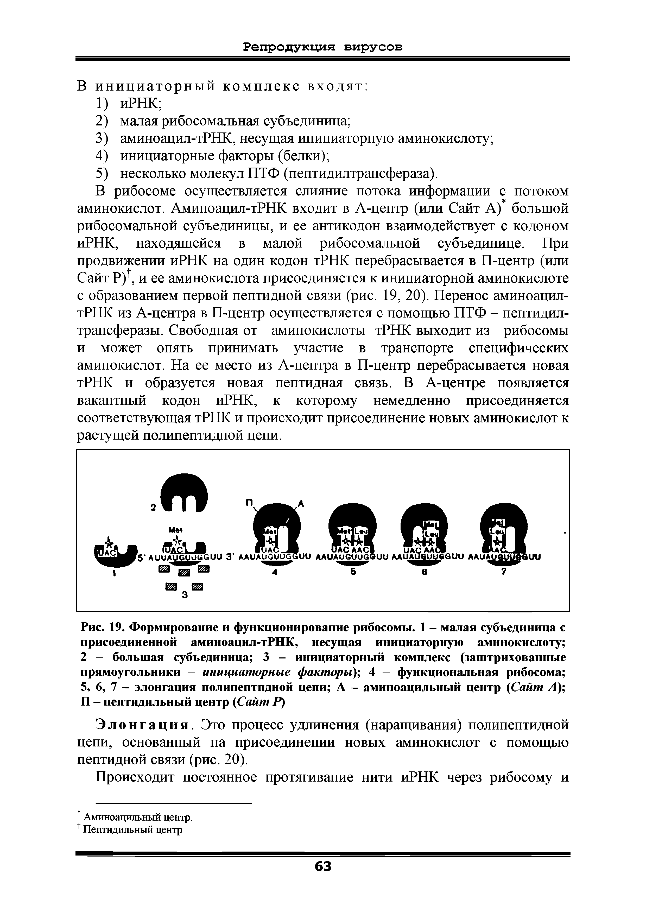 Рис. 19. Формирование и функционирование рибосомы. 1 - малая субъединица с присоединенной аминоацил-тРНК, несущая инициаторную аминокислоту 2 - большая субъединица 3 - инициаторный комплекс (заштрихованные прямоугольники - инициаторные факторы), 4 - функциональная рибосома 5, 6, 7 - элонгация полипептпдной цепи А - аминоацильный центр (Сайт А) П - пептид ильный центр (Сайт Р)...