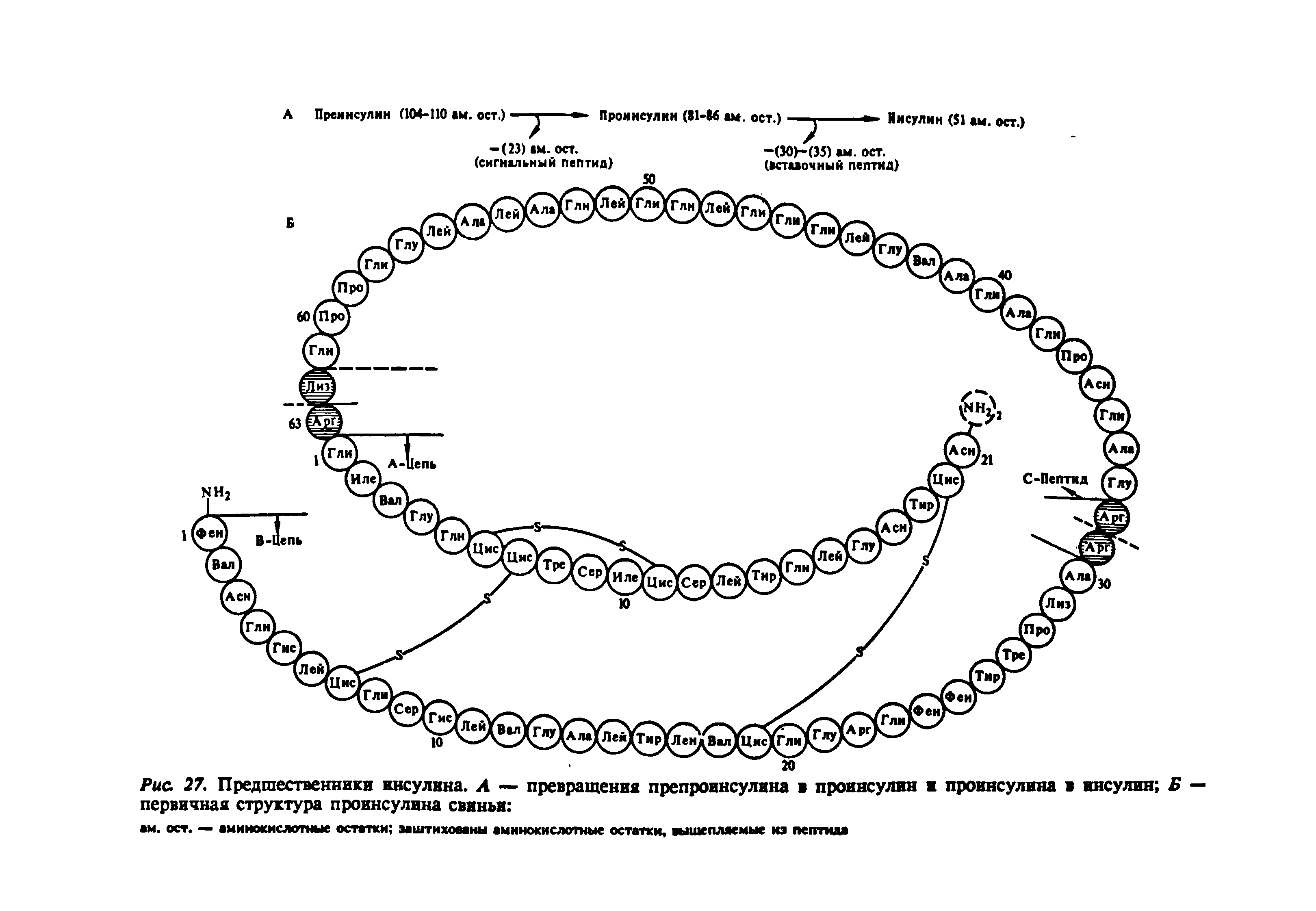 Рис. 27. Предшественники инсулина. Л — превращения препроинсулина проинсулин и проинсулина в инсулин первичная структура проинсулина свиньи ...