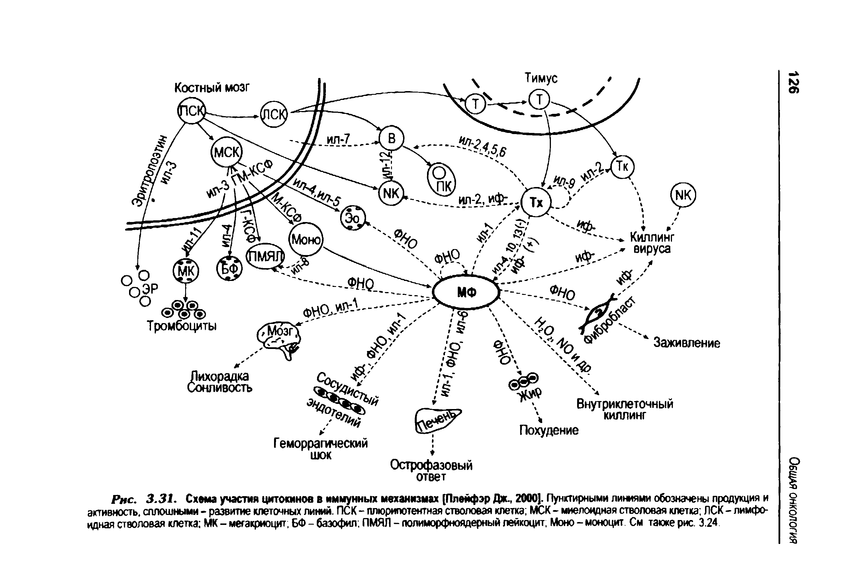Рис. 3.31. Схема участия цитокинов в иммунных механизмах [Плейфэр Дж., 2000]. Пунктирными линиями обозначены продукция и активность, сплошными - развитие клеточных линий. ПСК - плюрипотентная стволовая клетка МСК - миелоидная стволовая клетка ЛСК - лимфоидная стволовая клетка МК - мегакриоцит, БФ - базофил. ПМЯЛ - полиморфноядерный лейкоцит, Моно - моноцит См также рис. 3.24...
