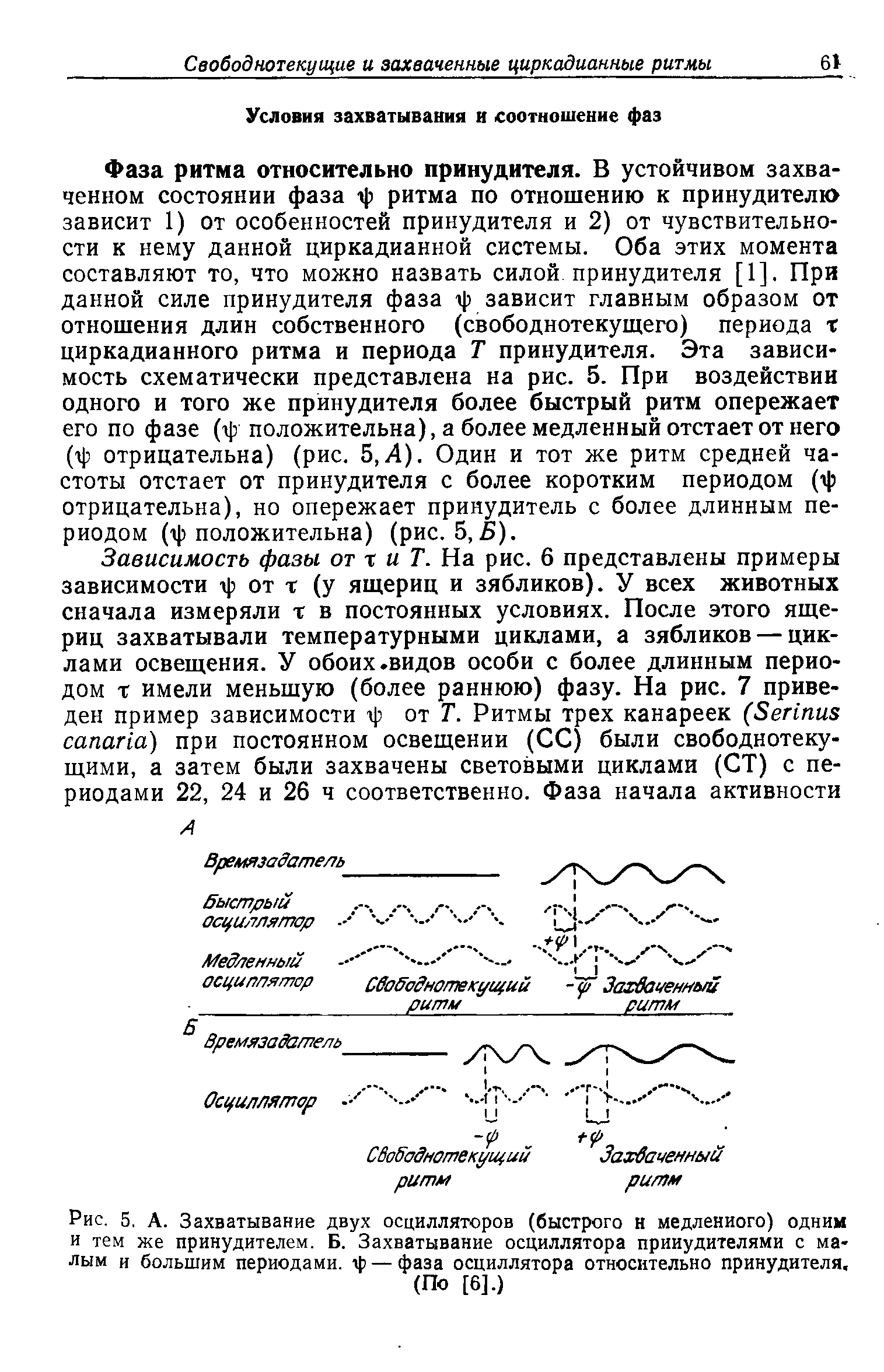 Рис. 5. А. Захватывание двух осцилляторов (быстрого н медленного) одним и тем же принудителем. Б. Захватывание осциллятора прииудителями с малым и большим периодами, ф — фаза осциллятора относительно принудителя.