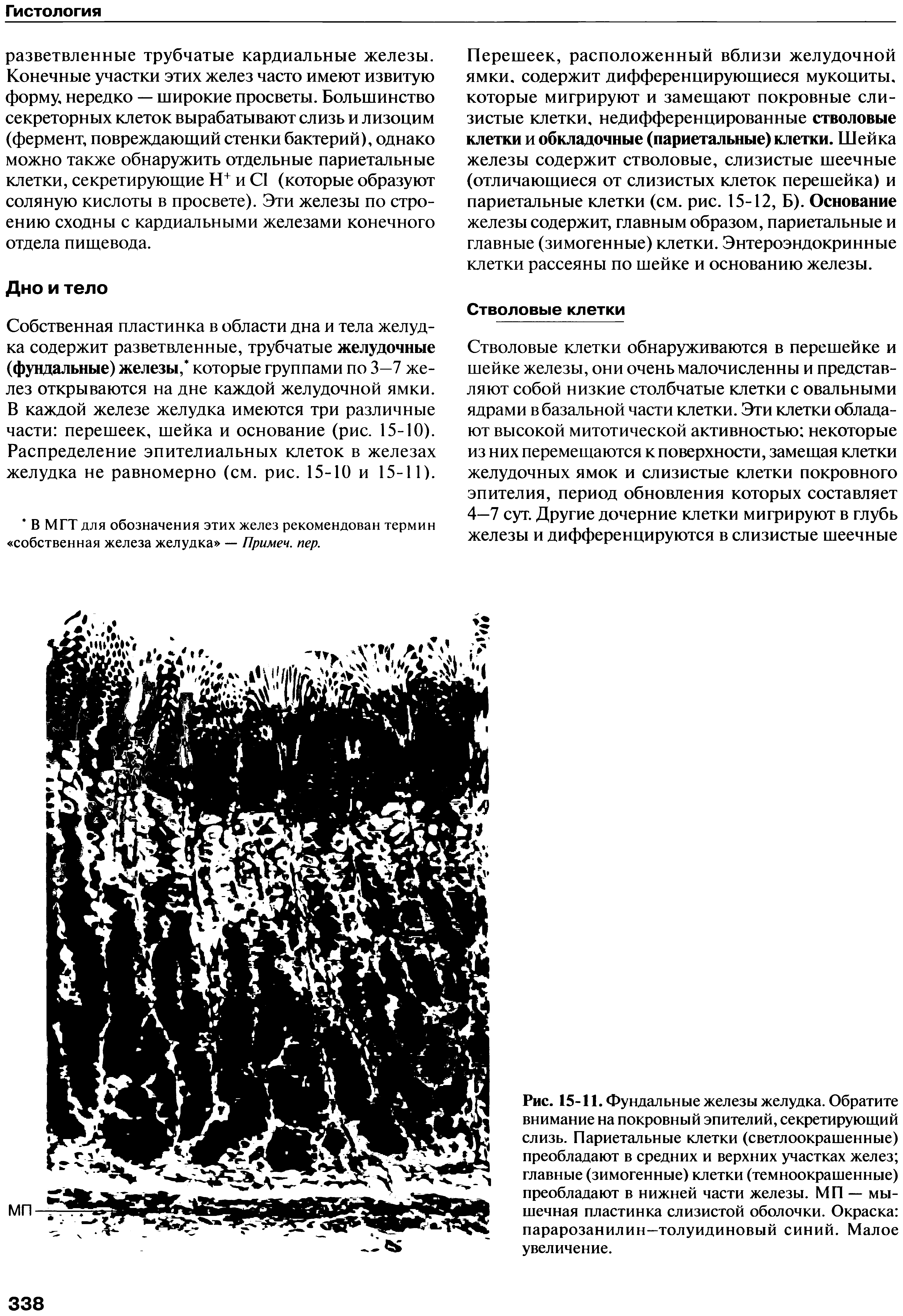 Рис. 15-11. Фундальные железы желудка. Обратите внимание на покровный эпителий, секретирующий слизь. Париетальные клетки (светлоокрашенные) преобладают в средних и верхних участках желез главные (зимогенные) клетки (темноокрашенные) преобладают в нижней части железы. МП — мышечная пластинка слизистой оболочки. Окраска парарозанилин—толуидиновый синий. Малое увеличение.