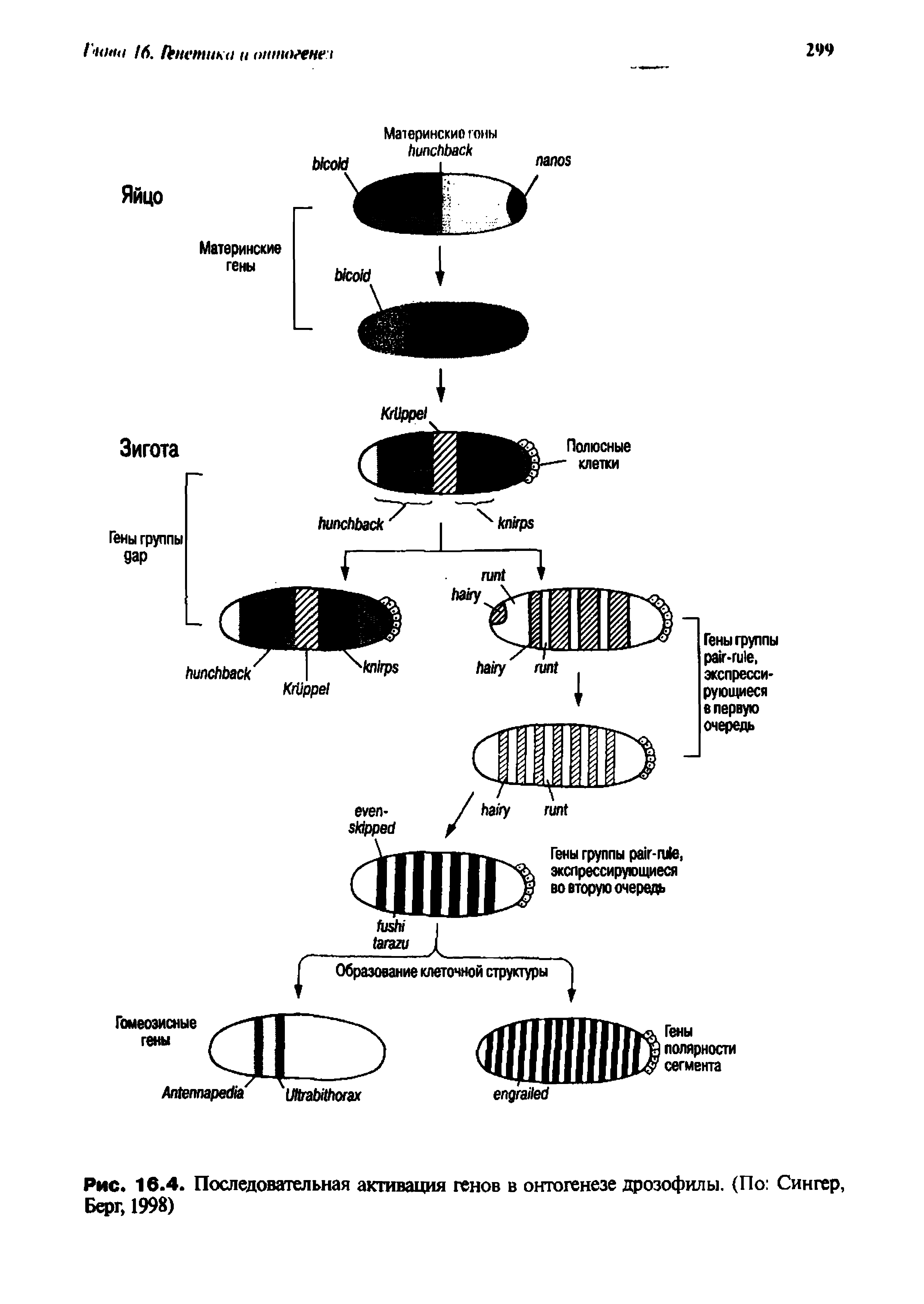 Рис. 16.4. Последовательная активация генов в онтогенезе дрозофилы. (По Сингер, Берг, 1998)...