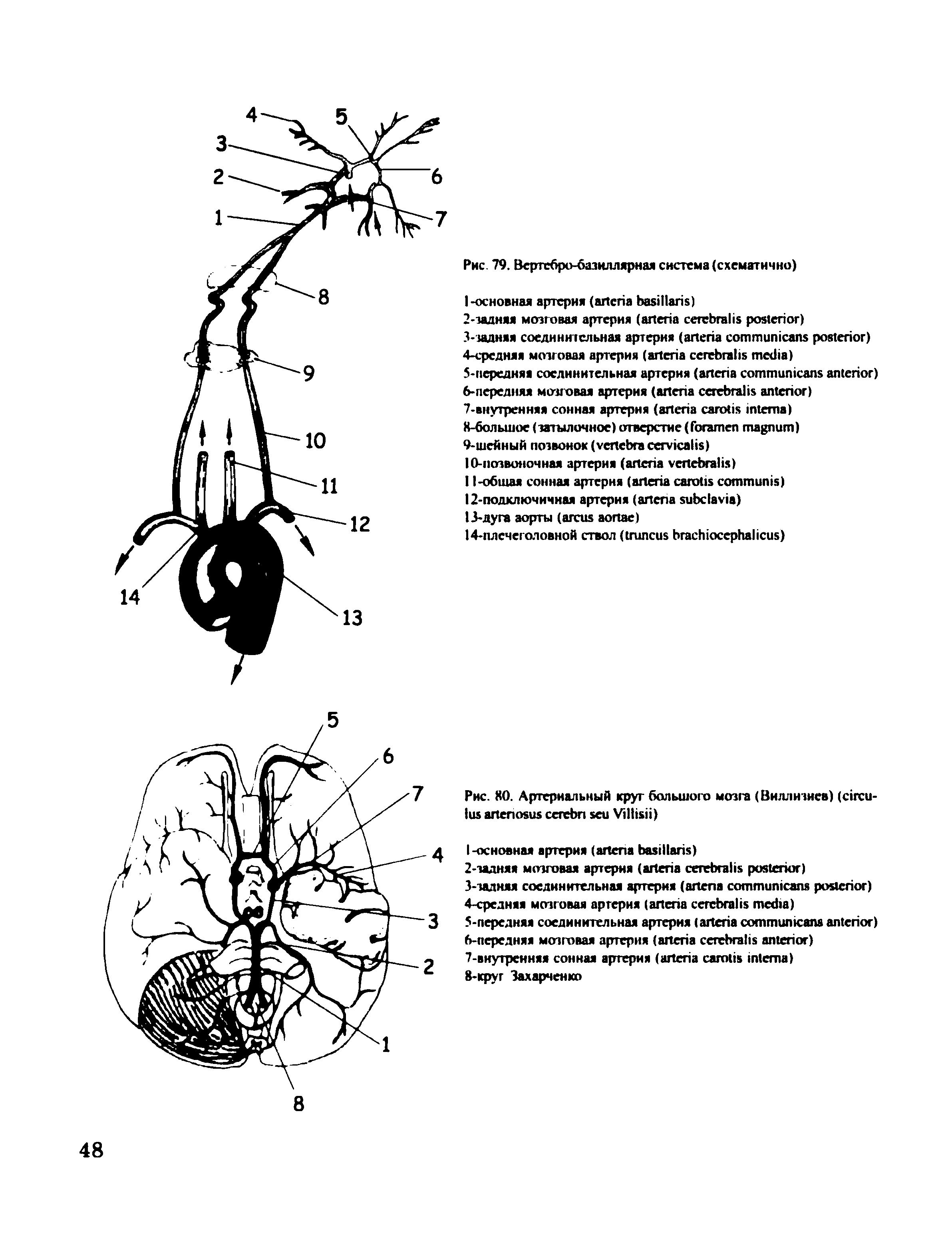 Рис. 80. Артериальный круг большого мозга (Виллизиев) ( - V )...