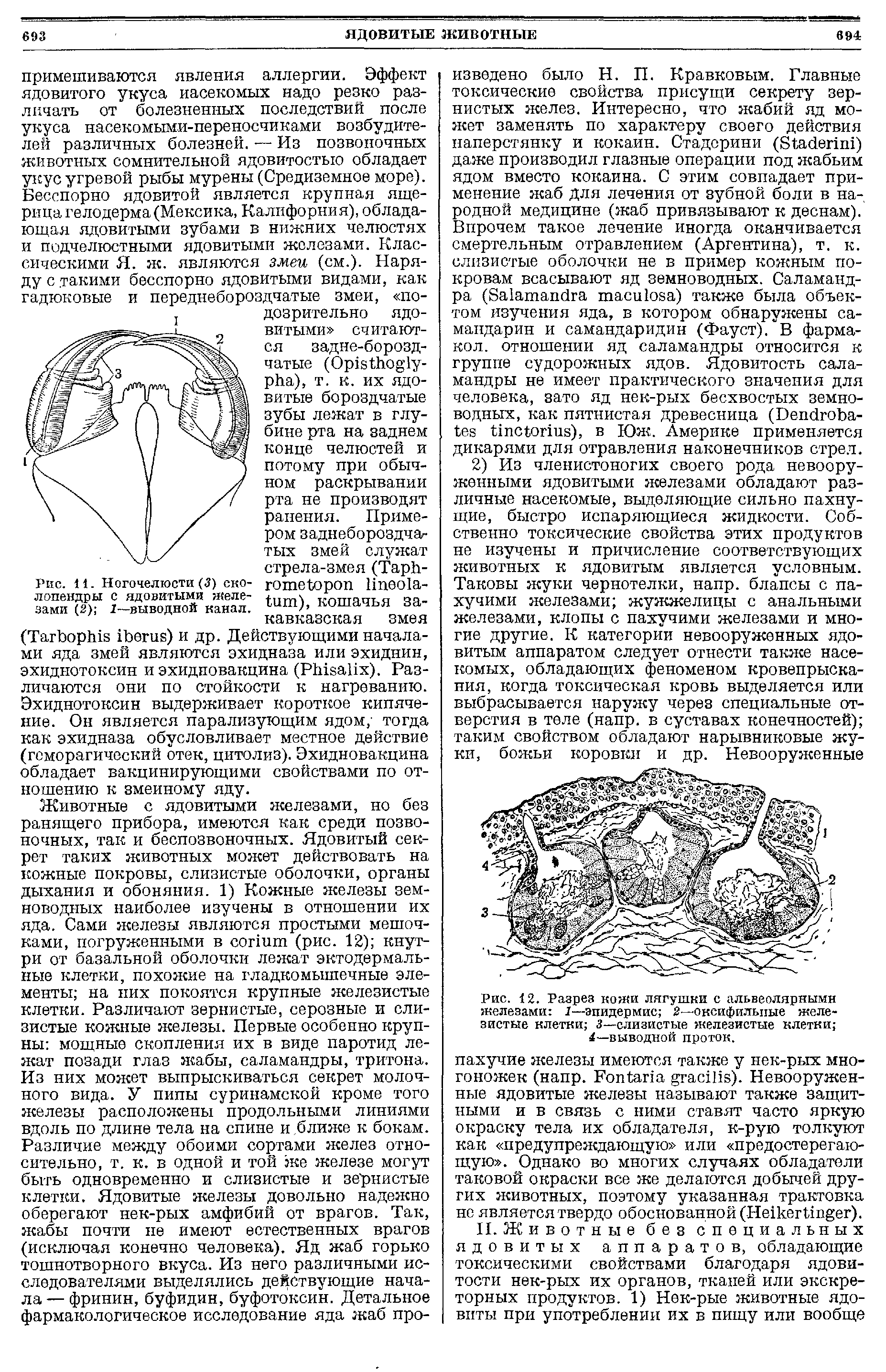 Рис. 11. Ногочелюсти (3) сколопендры с ядовитыми железами (2) I—выводной канал.