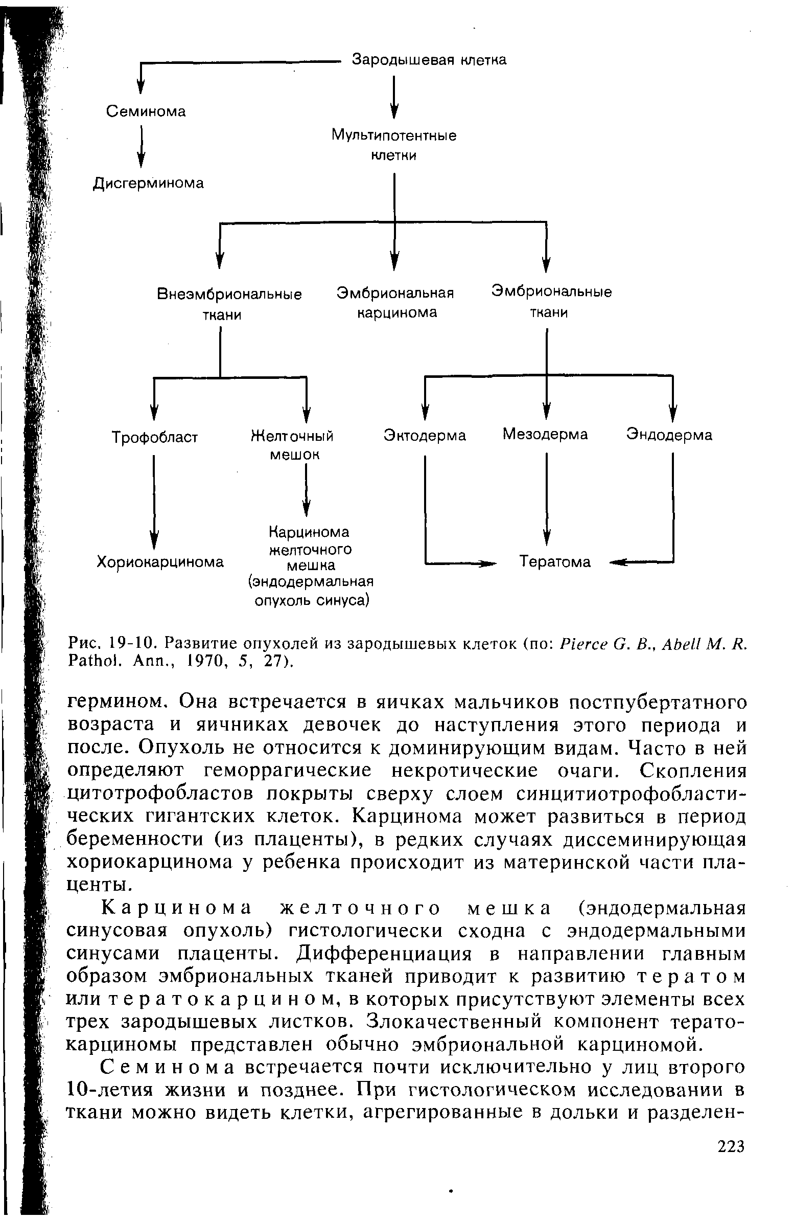 Рис. 19-10. Развитие опухолей из зародышевых клеток (по P G. В., A М. R. P . A ., 1970, 5, 27).