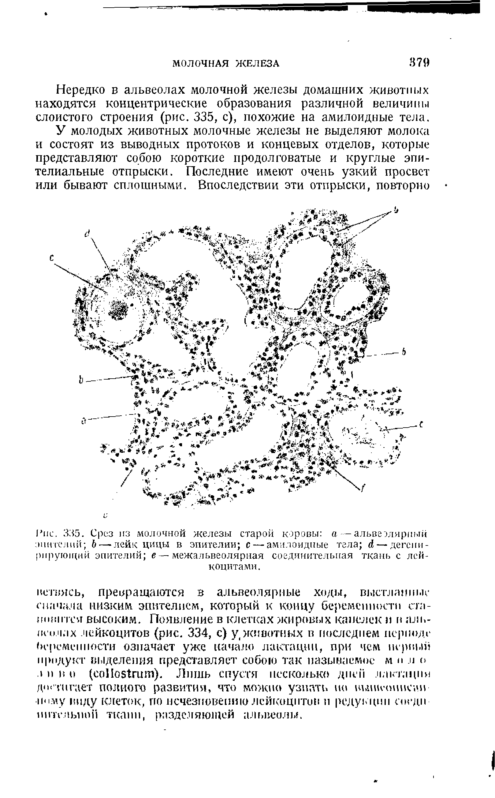 Рис. 335. Срез из молочной железы старой коровы а — альвеолярный эпителий Ь— лейк цицы в эпителии с — амилоидные тела 4— дегсии-рирующий эпителий е — межальвеолярная соединительная ткань с лейкоцитами.