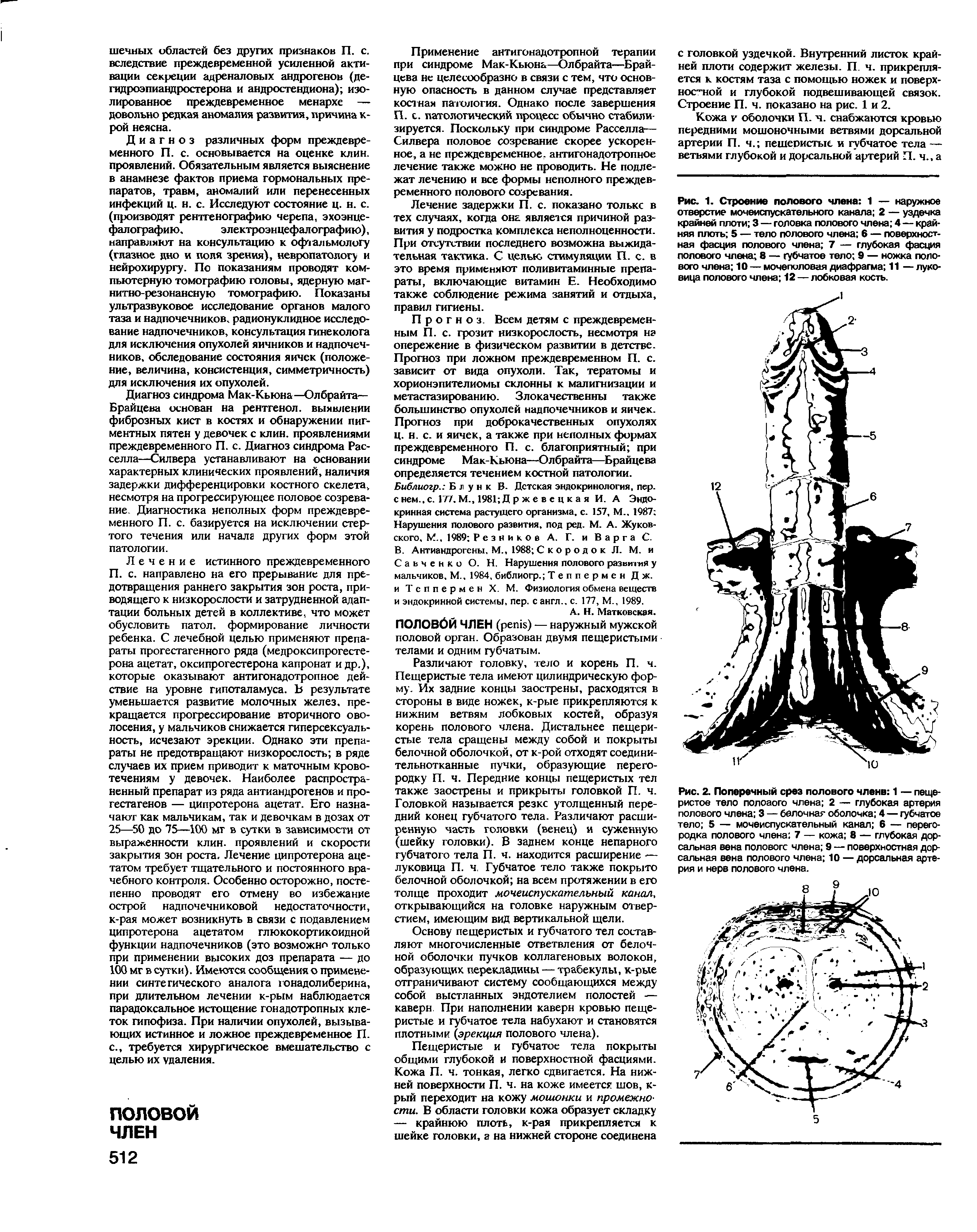 Рис. 1. Строение полового члена 1 — наружное отверстие мочеиспускательного канала 2 — уздечка крайней плоти 3 — головка полового члена 4—крайняя плоть 5 — тело полового члена 6 — поверхностная фасция полового члена 7 — глубокая фасция полового члена 8 — губчатое тело 9 — ножка полового члена 10 — мочеполовая диафрагма 11 — луковица полового члена 12 — лобковая кость.