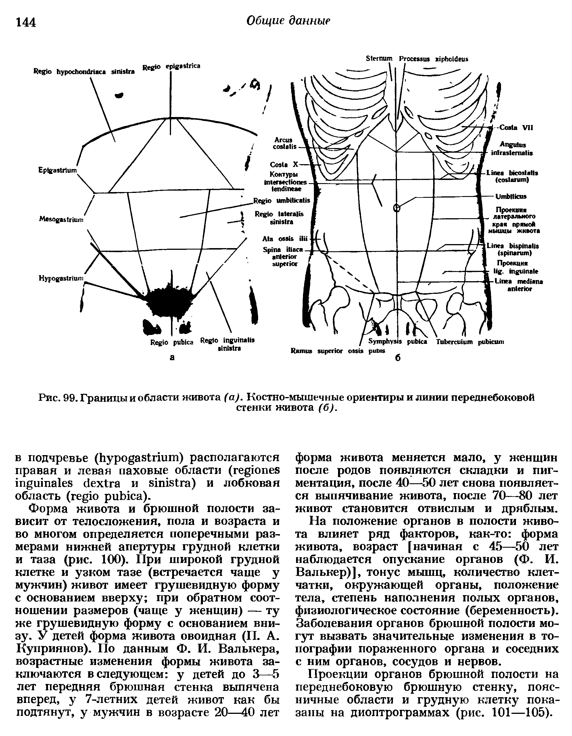 Рис. 99. Границы и области живота (а). Костно-мышечные ориентиры и линии переднебоковой стенки живота (б).