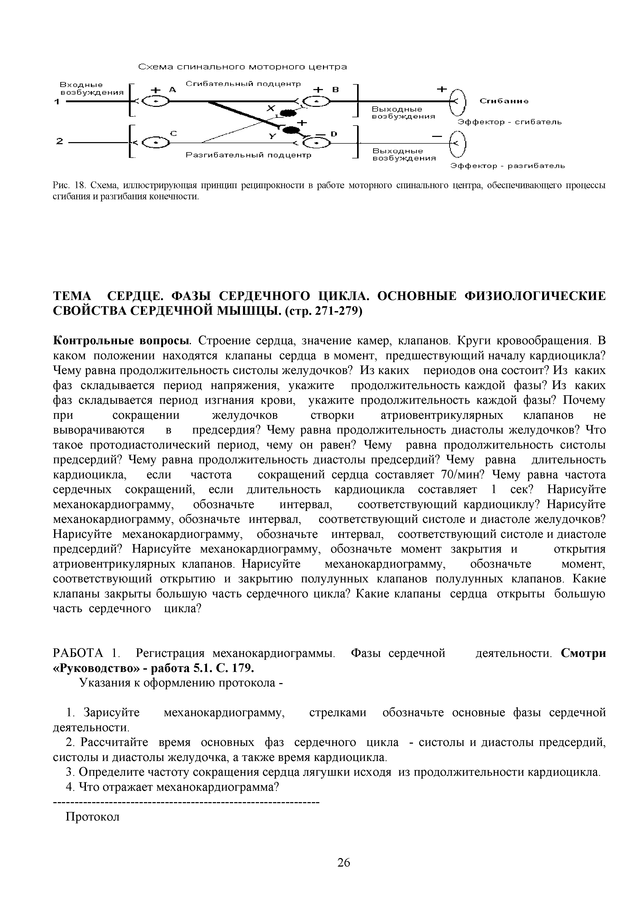 Рис. 18. Схема, иллюстрирующая принцип реципрокности в работе моторного спинального центра, обеспечивающего процессы сгибания и разгибания конечности.