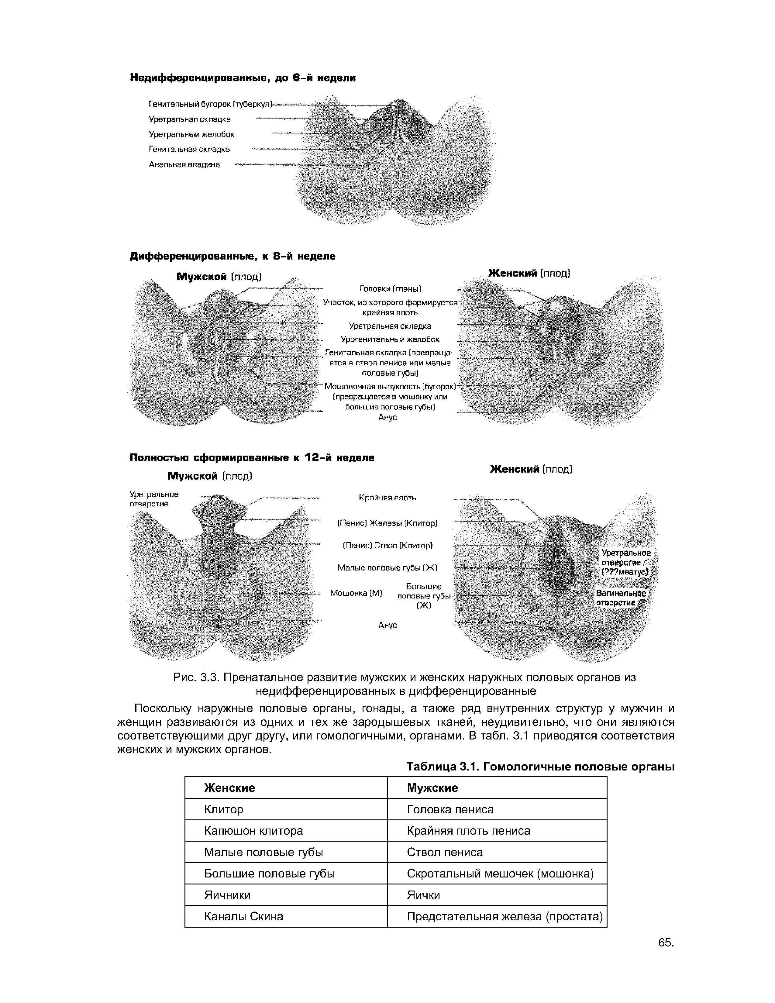 Рис. 3.3. Пренатальное развитие мужских и женских наружных половых органов из недифференцированных в дифференцированные...
