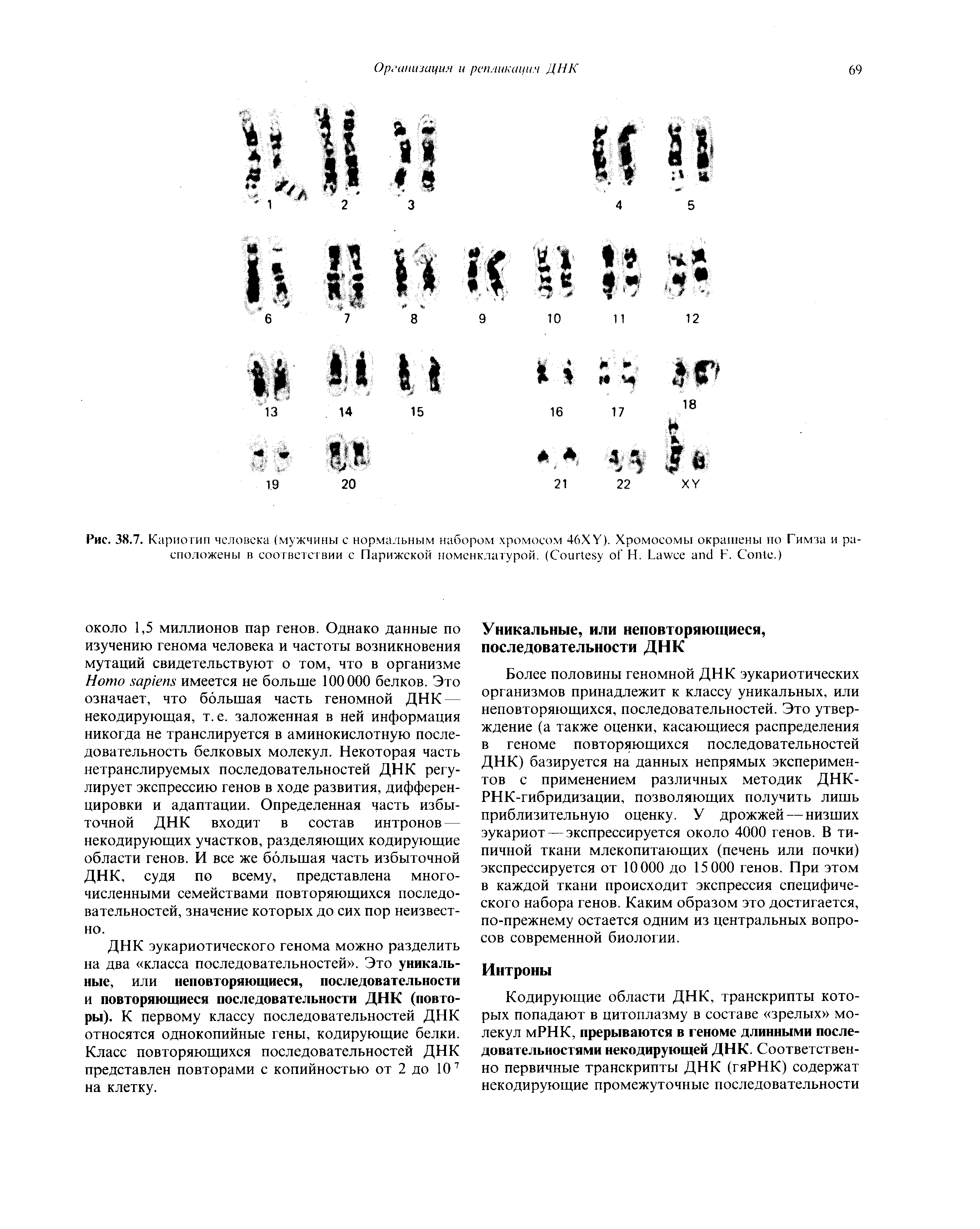 Рис. 38.7. Кариотип человека (мужчины с нормальным набором хромосом 46XY). Хромосомы окрашены по Гимза и расположены в соответствии с Парижской номенклатурой. (C Н. L Г. C .)...