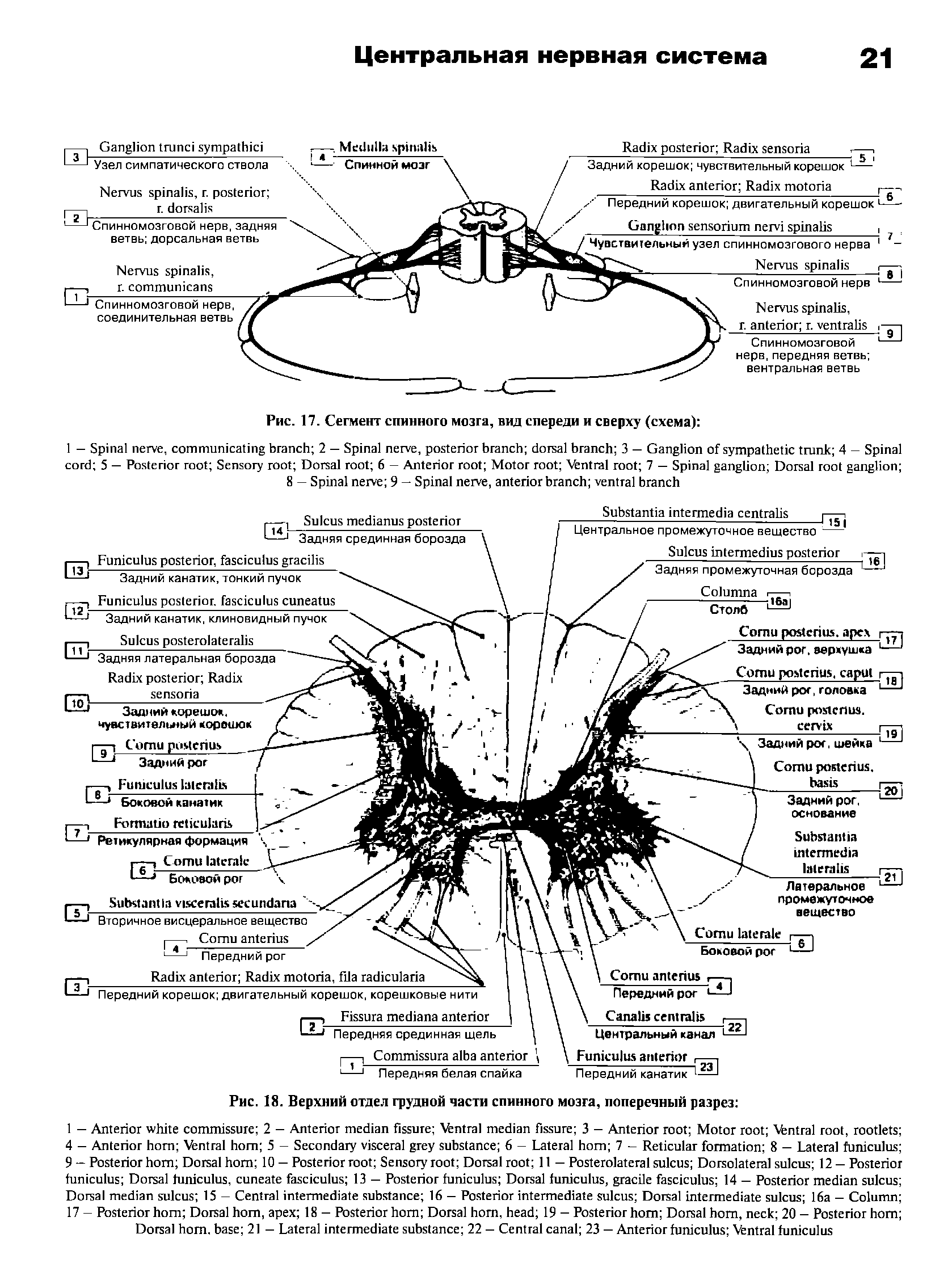 Сегмент спинного мозга рисунок с подписями