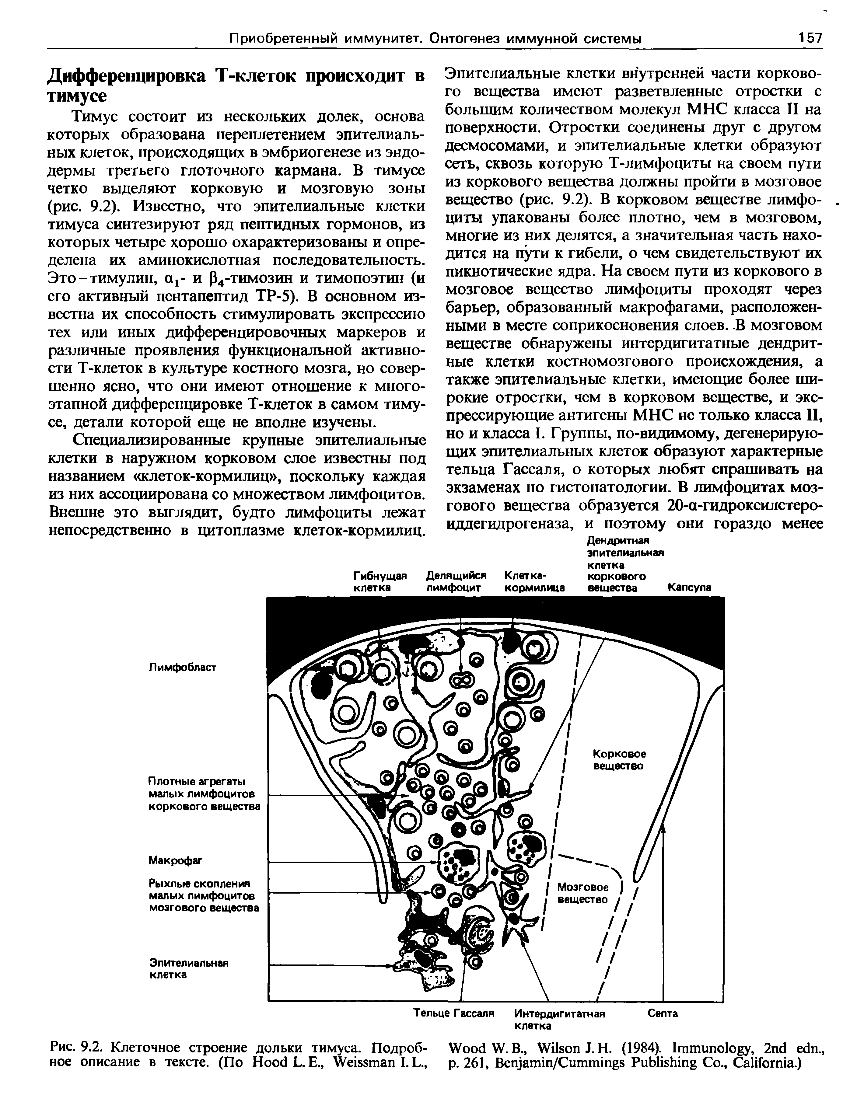 Рис. 9.2. Клеточное строение дольки тимуса. Подроб- W W. В., W J.H. (1984). I , 2 .,...