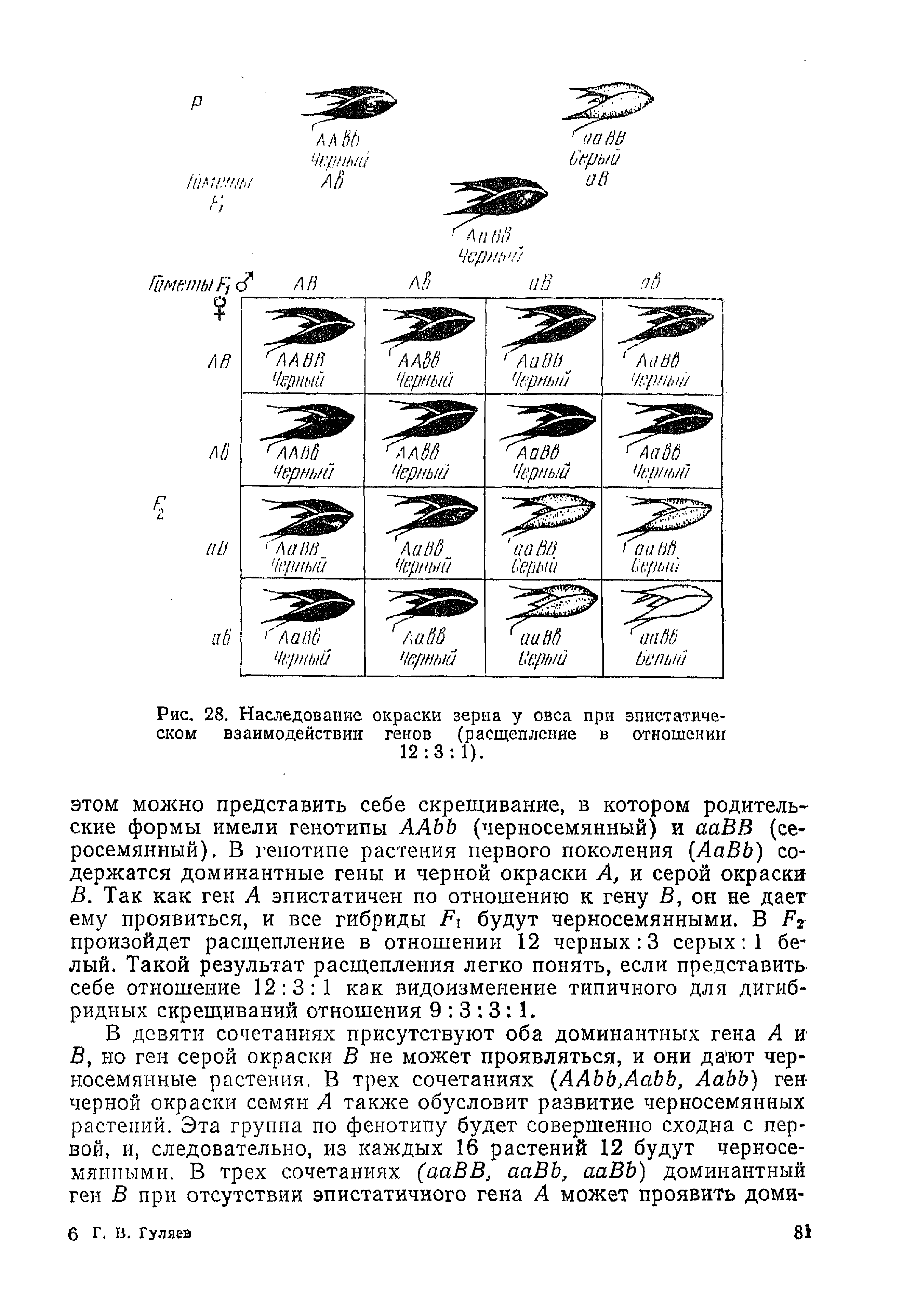 Рис. 28. Наследование окраски зерна у овса при эпистатиче-ском взаимодействии генов (расщепление в отношении 12 3 1).